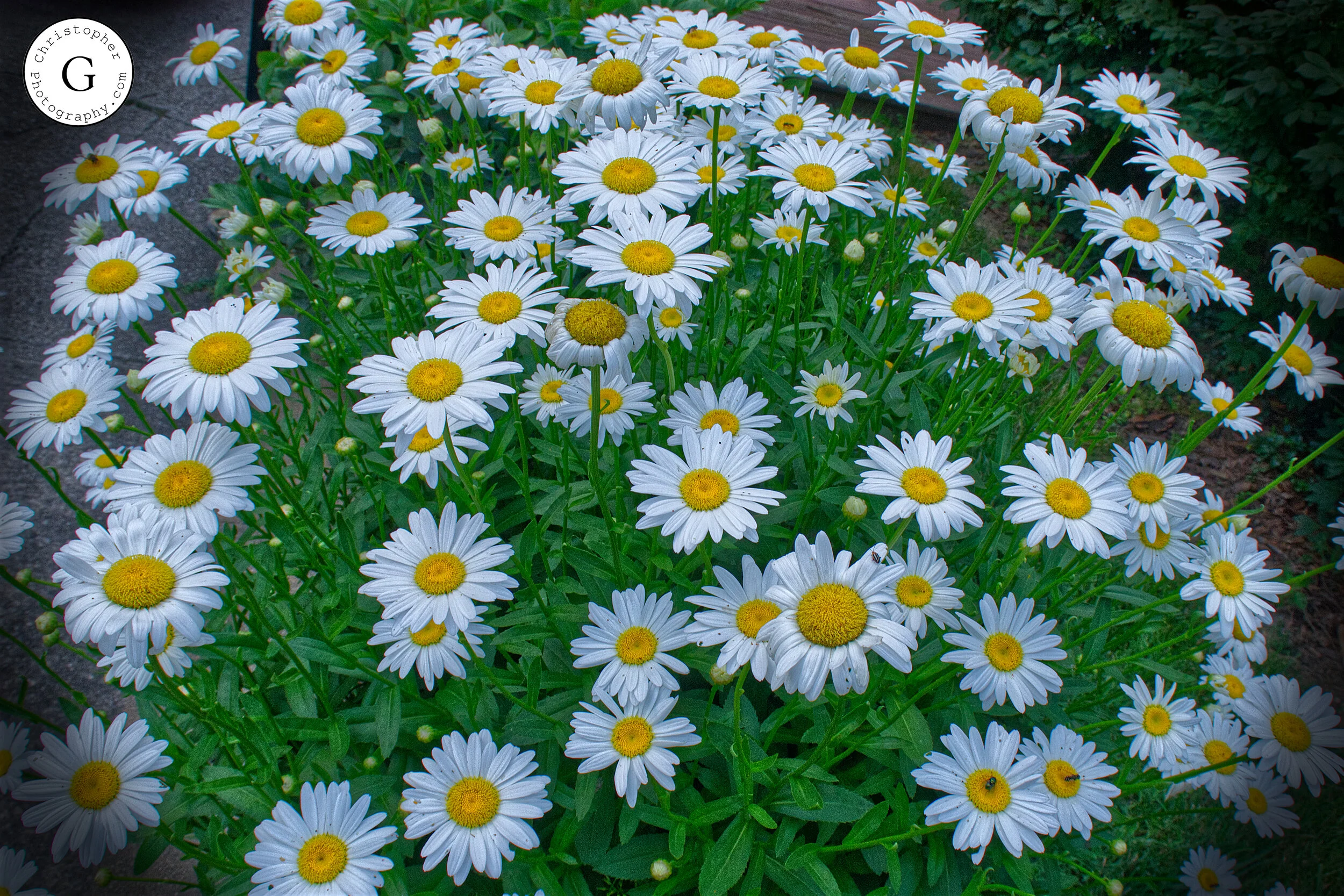 A dense cluster of blooming daisies with white petals and yellow centers, surrounded by green foliage and a garden pathway.