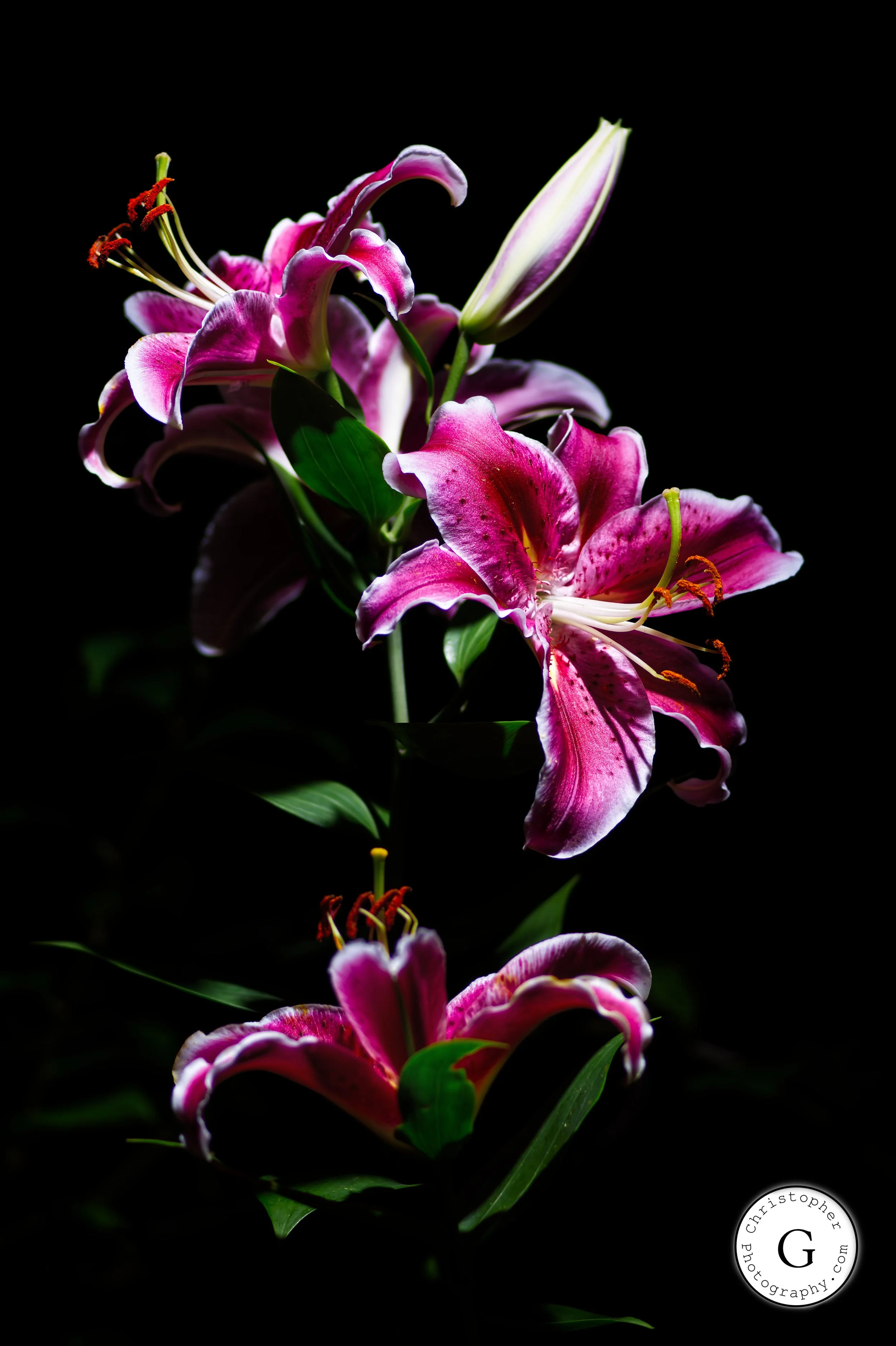 Close-up of pink and white lilies against a black background.