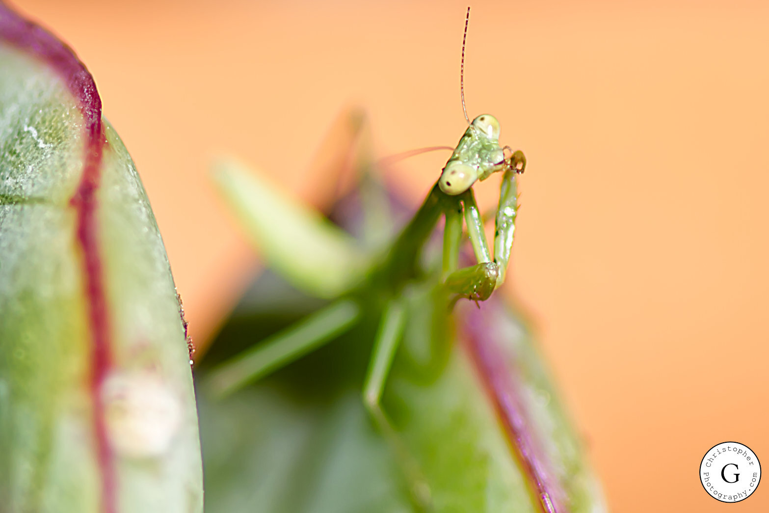 Close-up of a tiny green praying mantis perched on a plant with a blurred pink and green background.