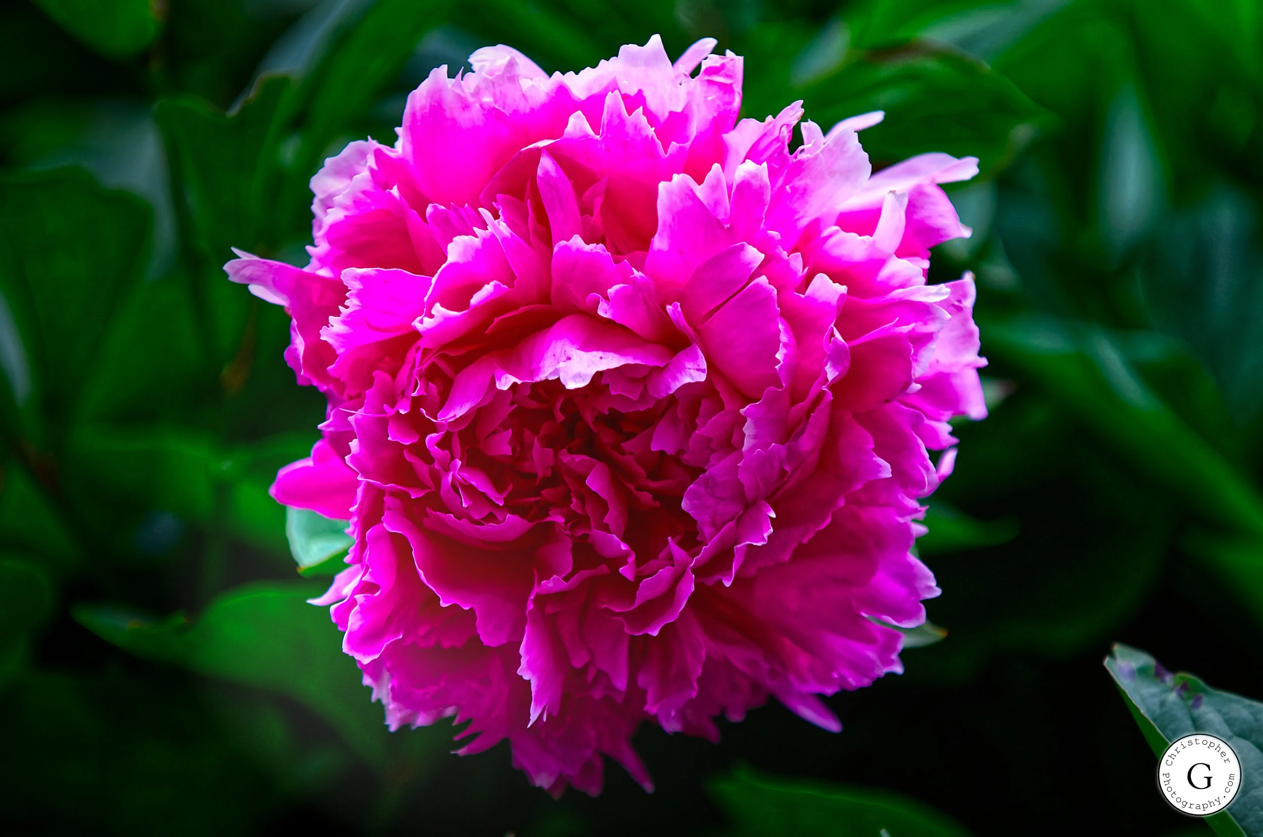 Close-up of a vibrant pink peony flower with ruffled petals and green leaves in the background.
