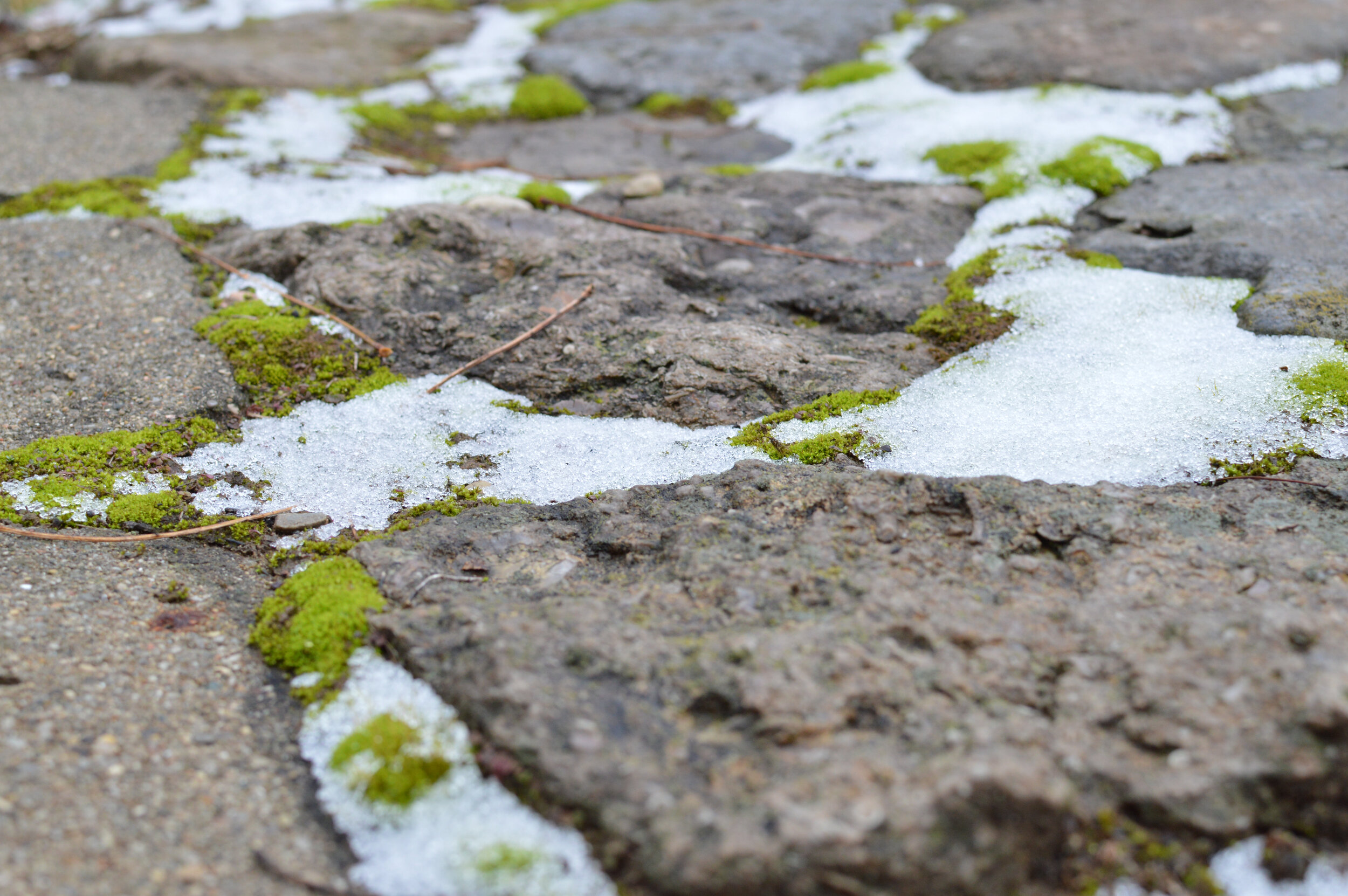 Close-up of snow melting on rough stone pavement with patches of green moss.