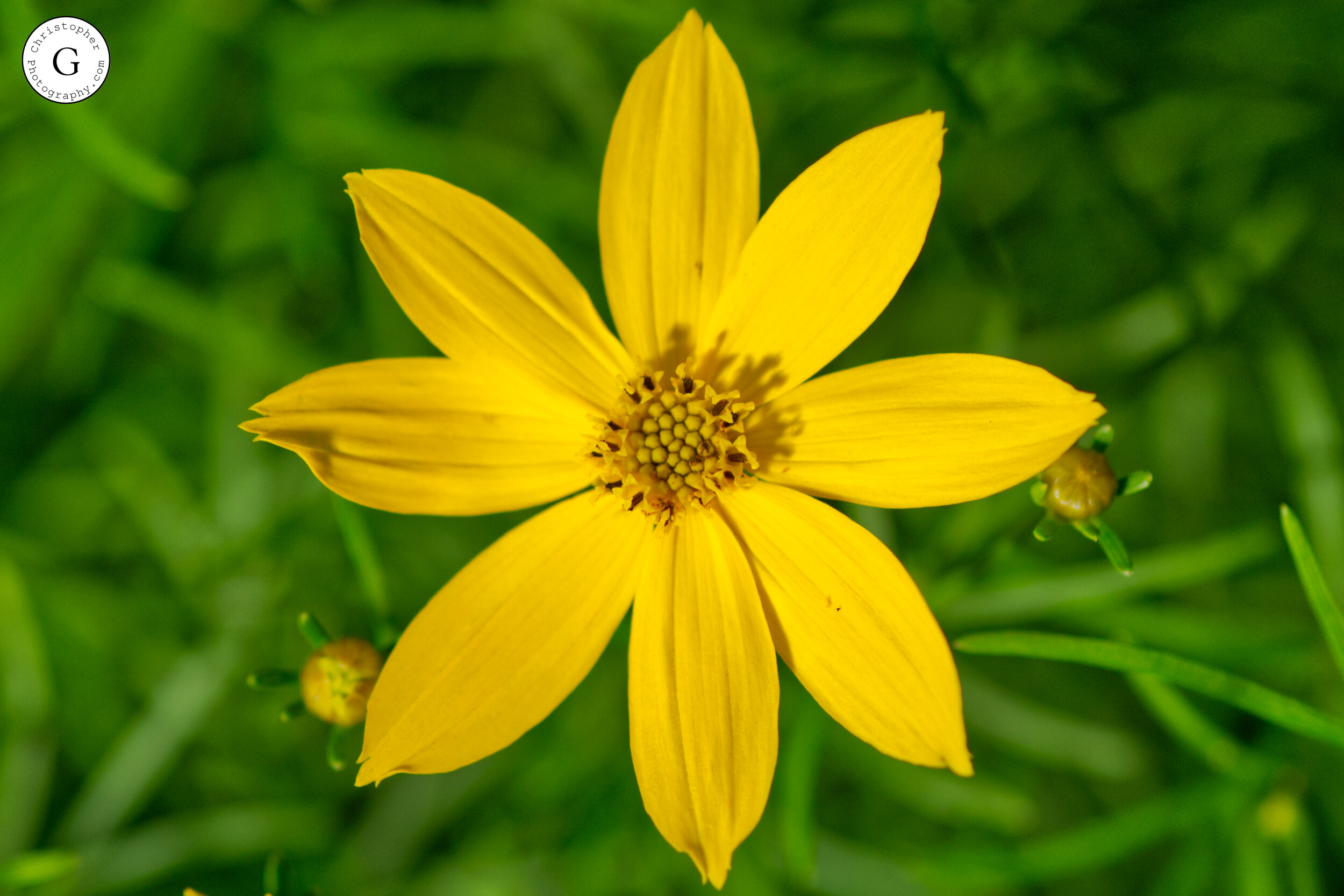 A close-up of a bright yellow flower with eight petals and a detailed center, surrounded by green foliage.