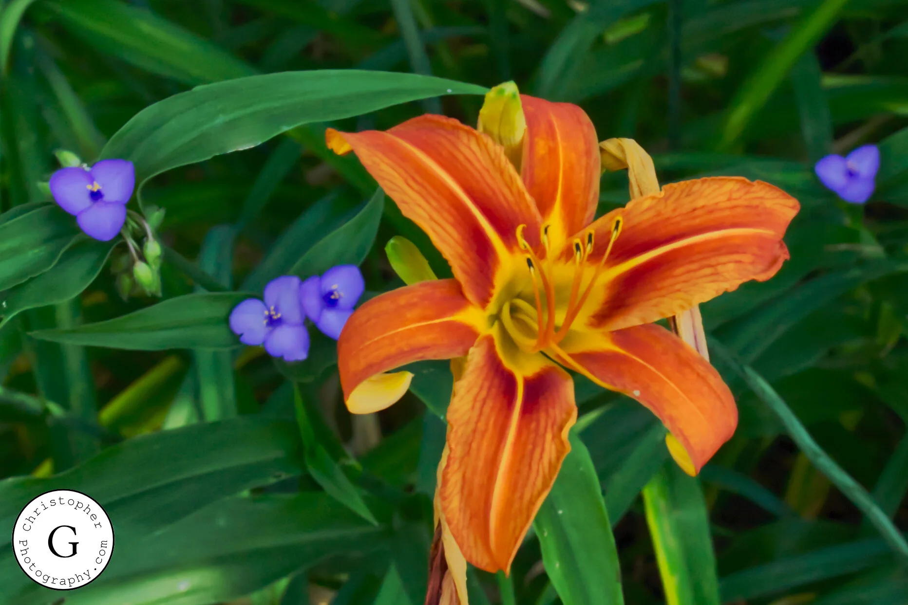 An orange daylily flower with yellow accents and purple flowers with green leaves in the background.