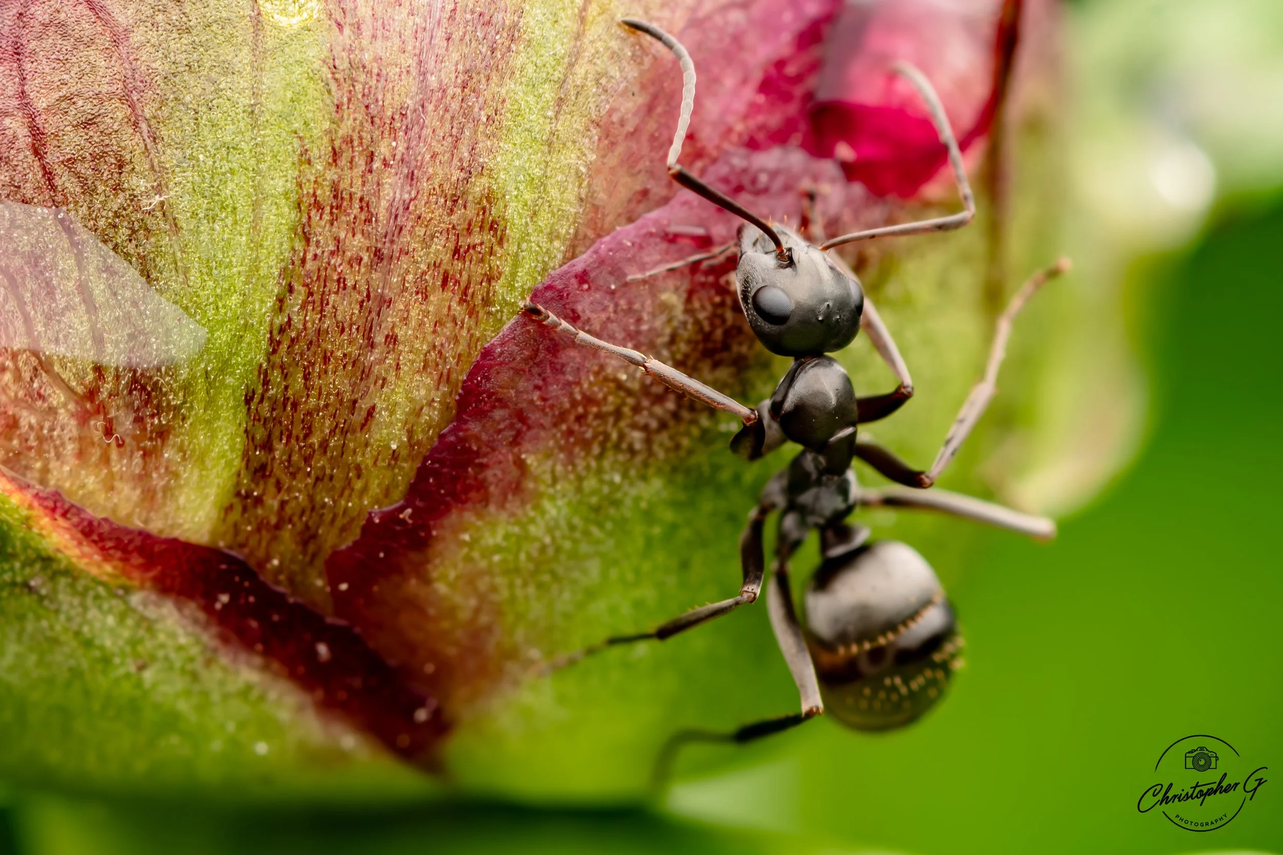Carpenter Ant 1.jpg