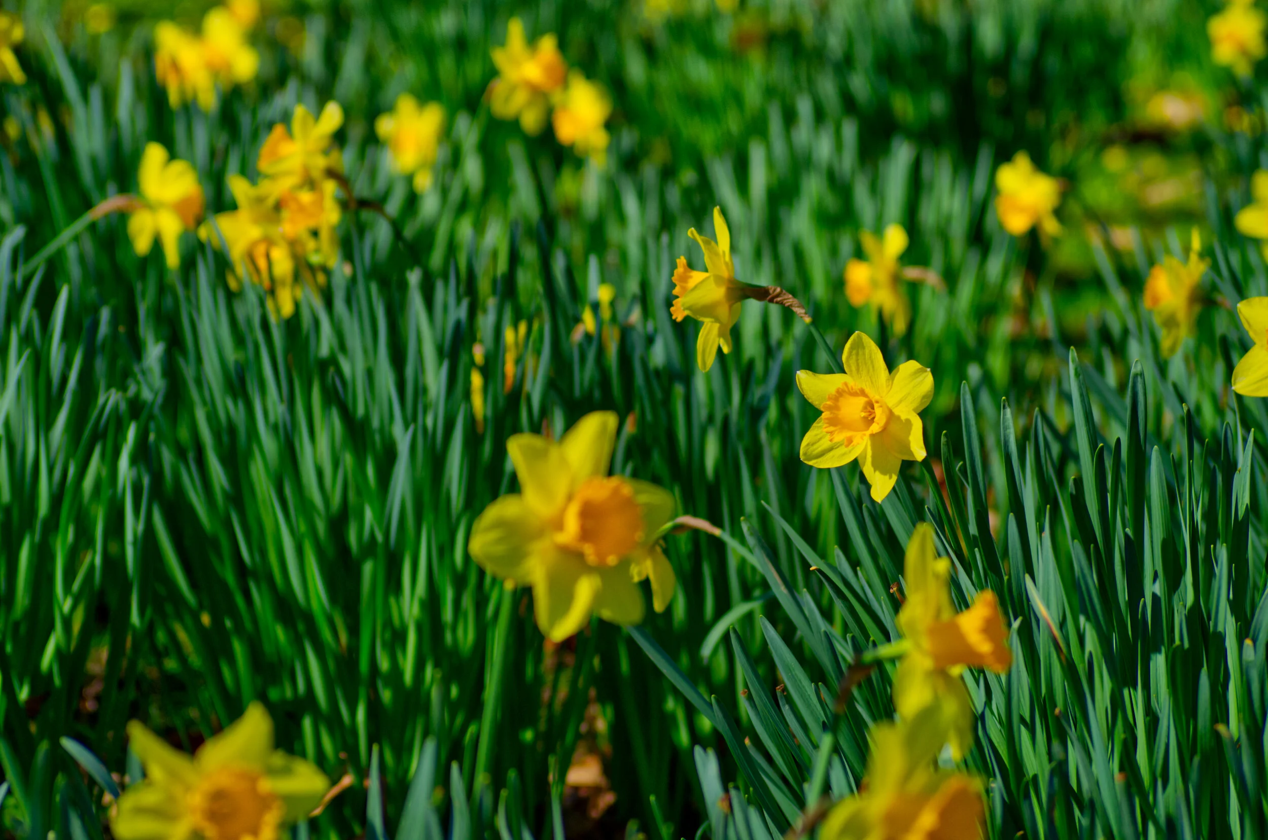 Yellow daffodil flowers blooming in a green grassy field