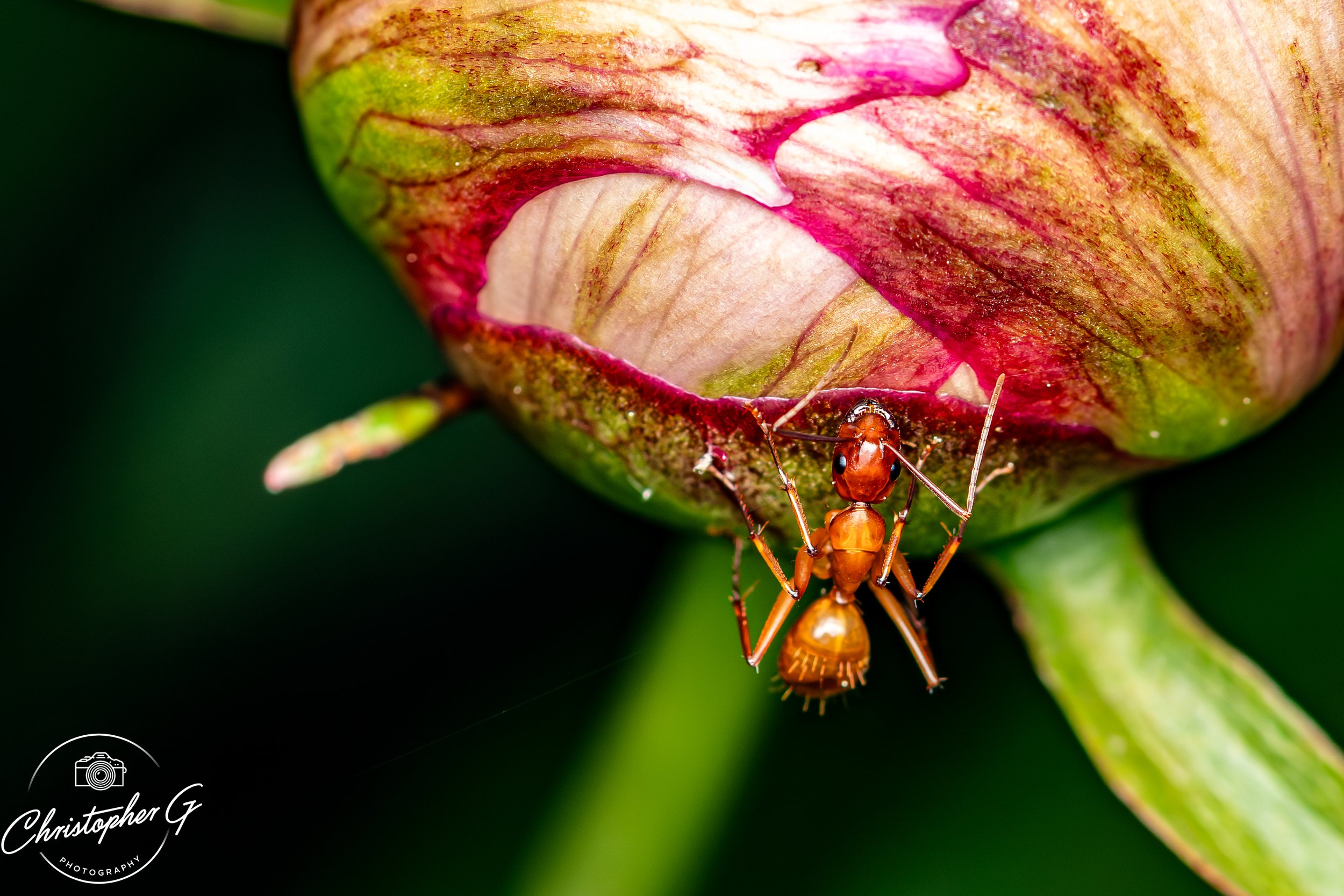 Chestnut Carpenter Ant 1.jpg