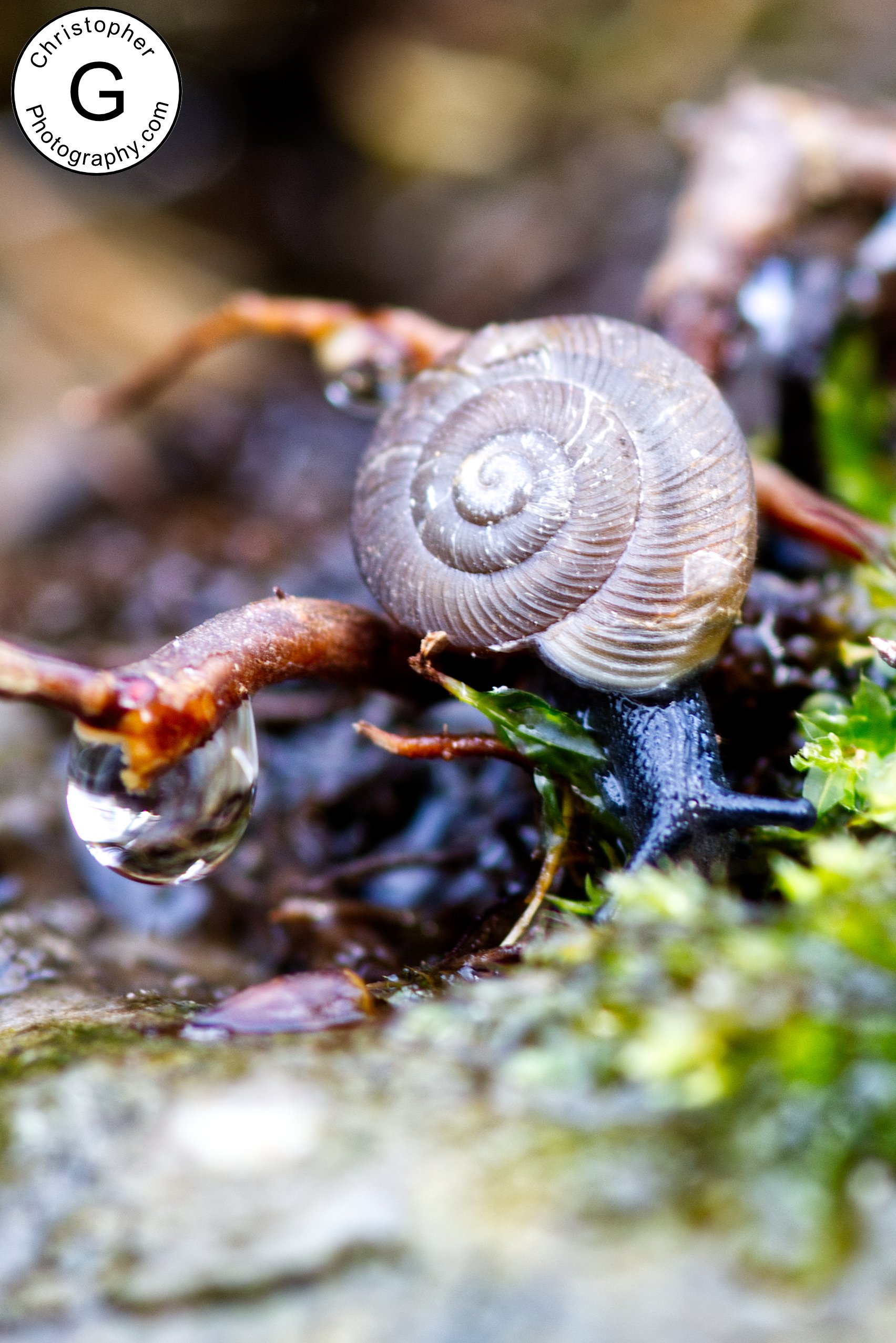 Close-up of a small grey snail with a spiral shell on wet soil among green moss and twigs, with a water droplet hanging from a twig nearby.