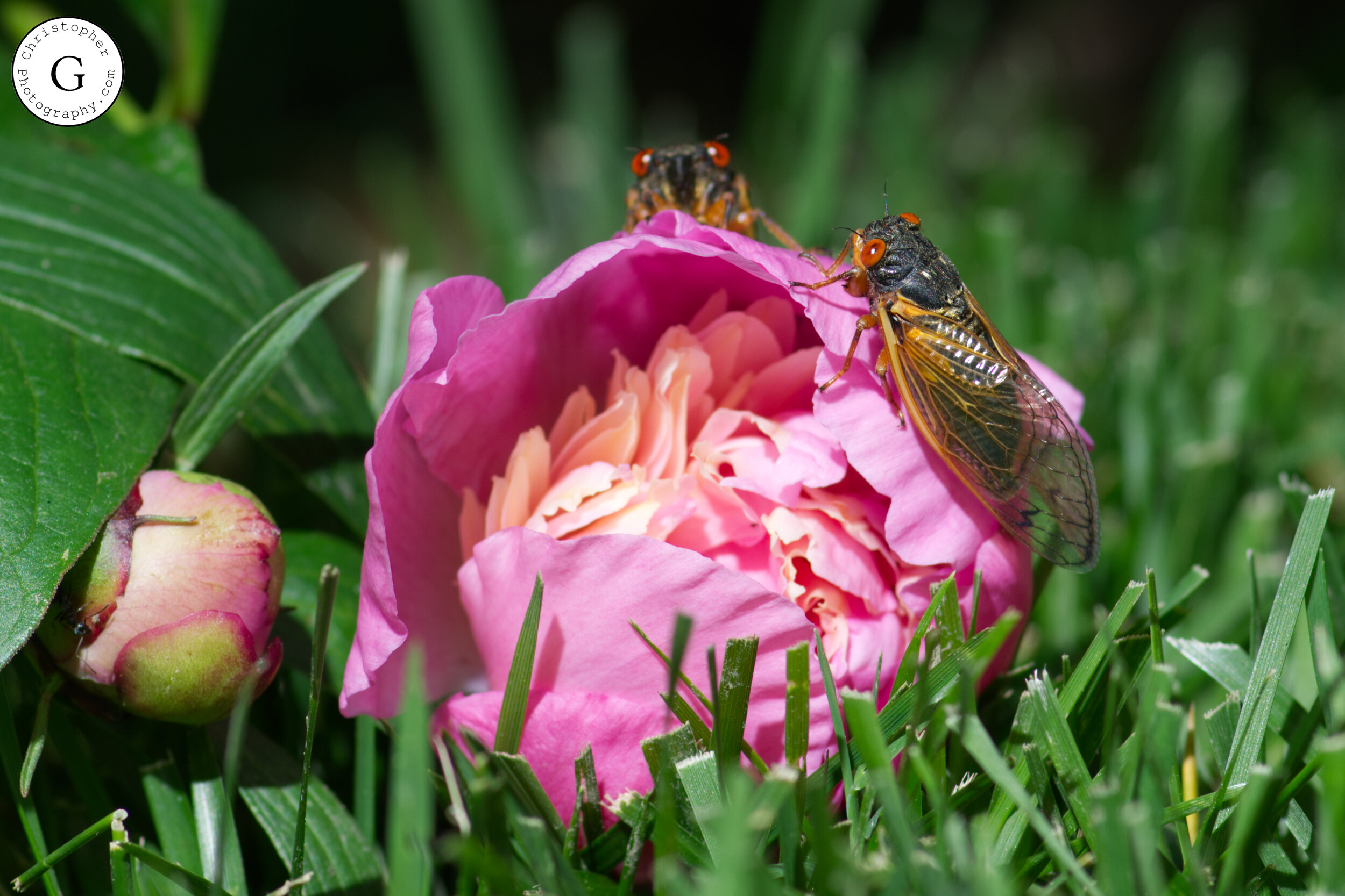 Close-up of a pink flower with two insects, one on top and one on the side, surrounded by green grass and leaves.