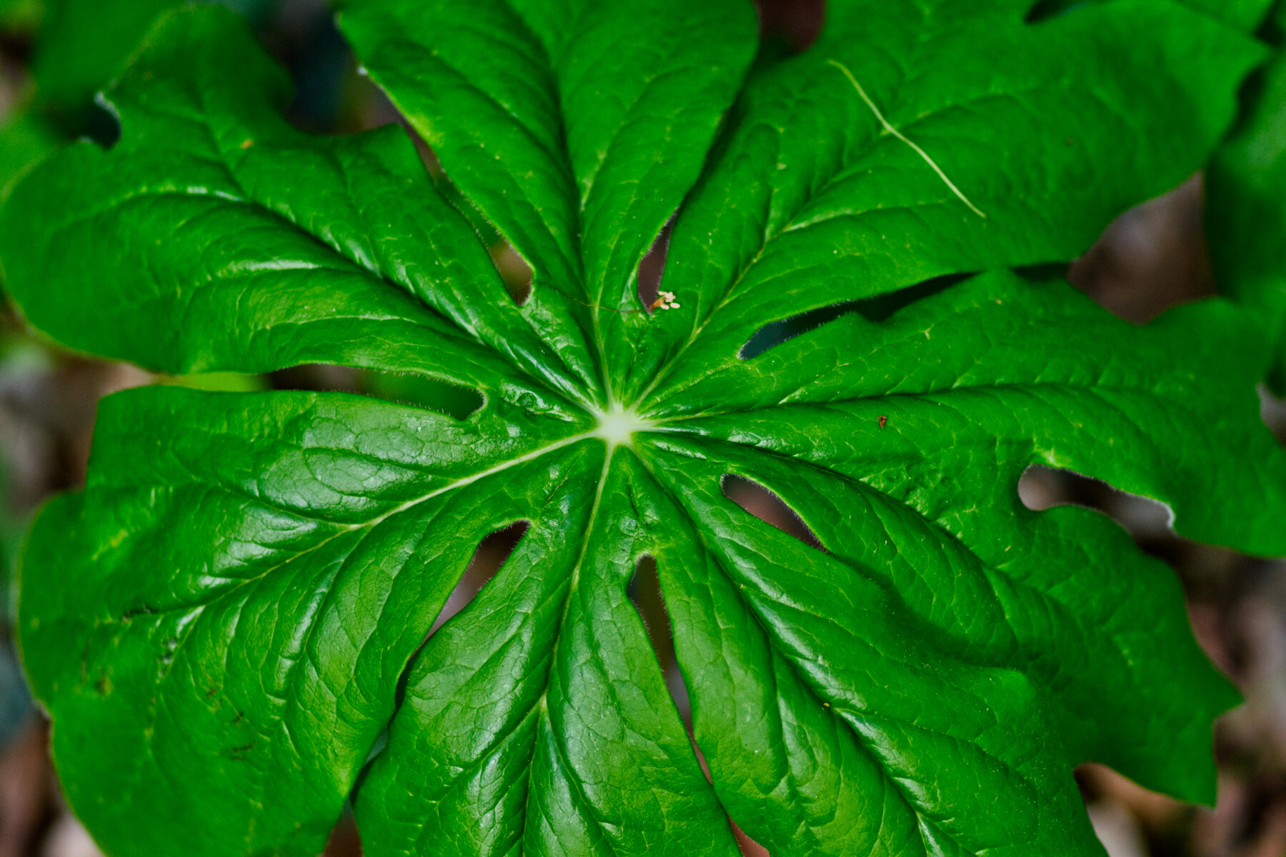 Close-up of a large, green, palmate leaf with deep lobes and prominent veins.