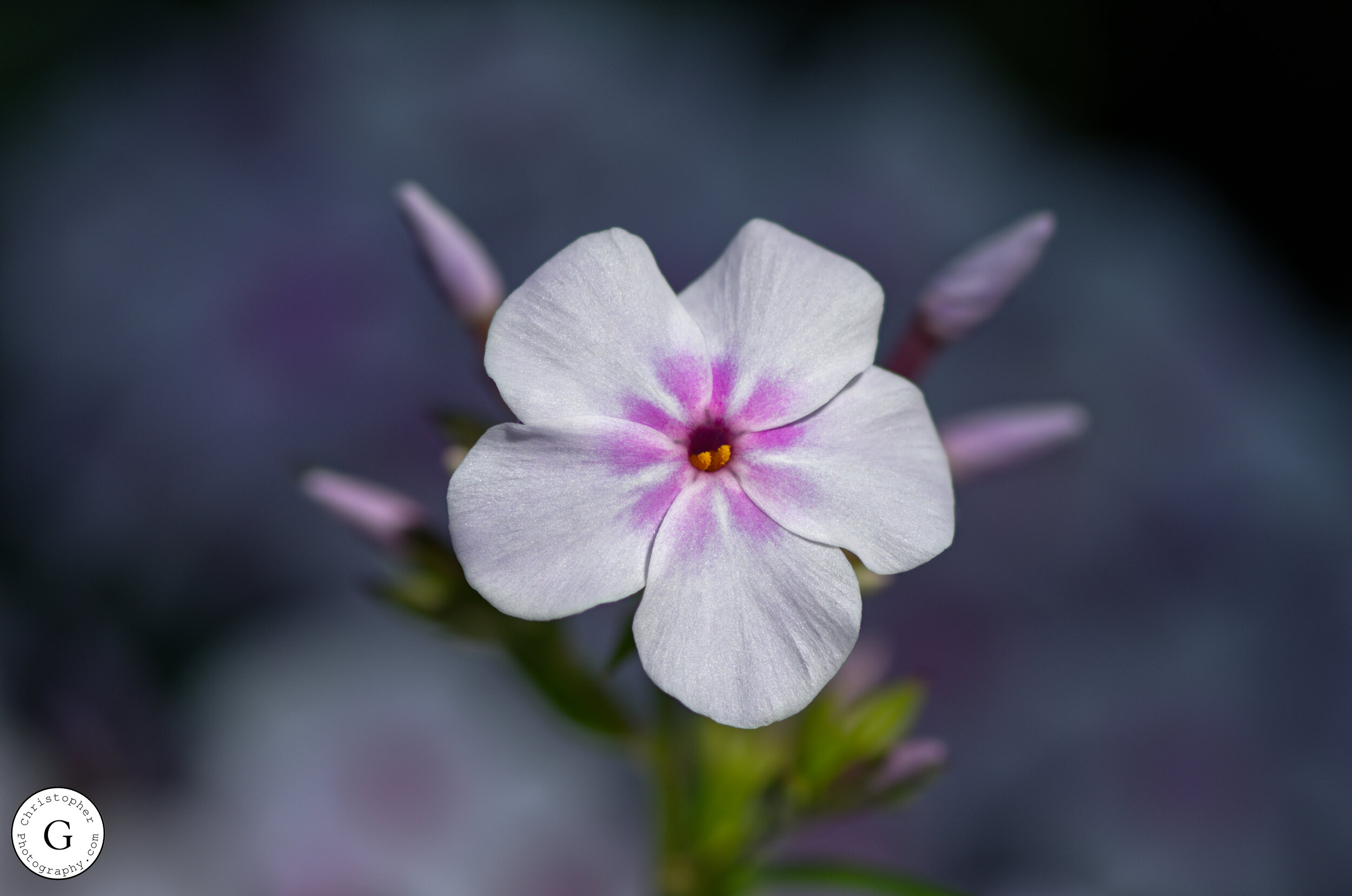 Close-up of a delicate white flower with soft pink streaks at the center and a yellow stamen, against a blurred dark background.