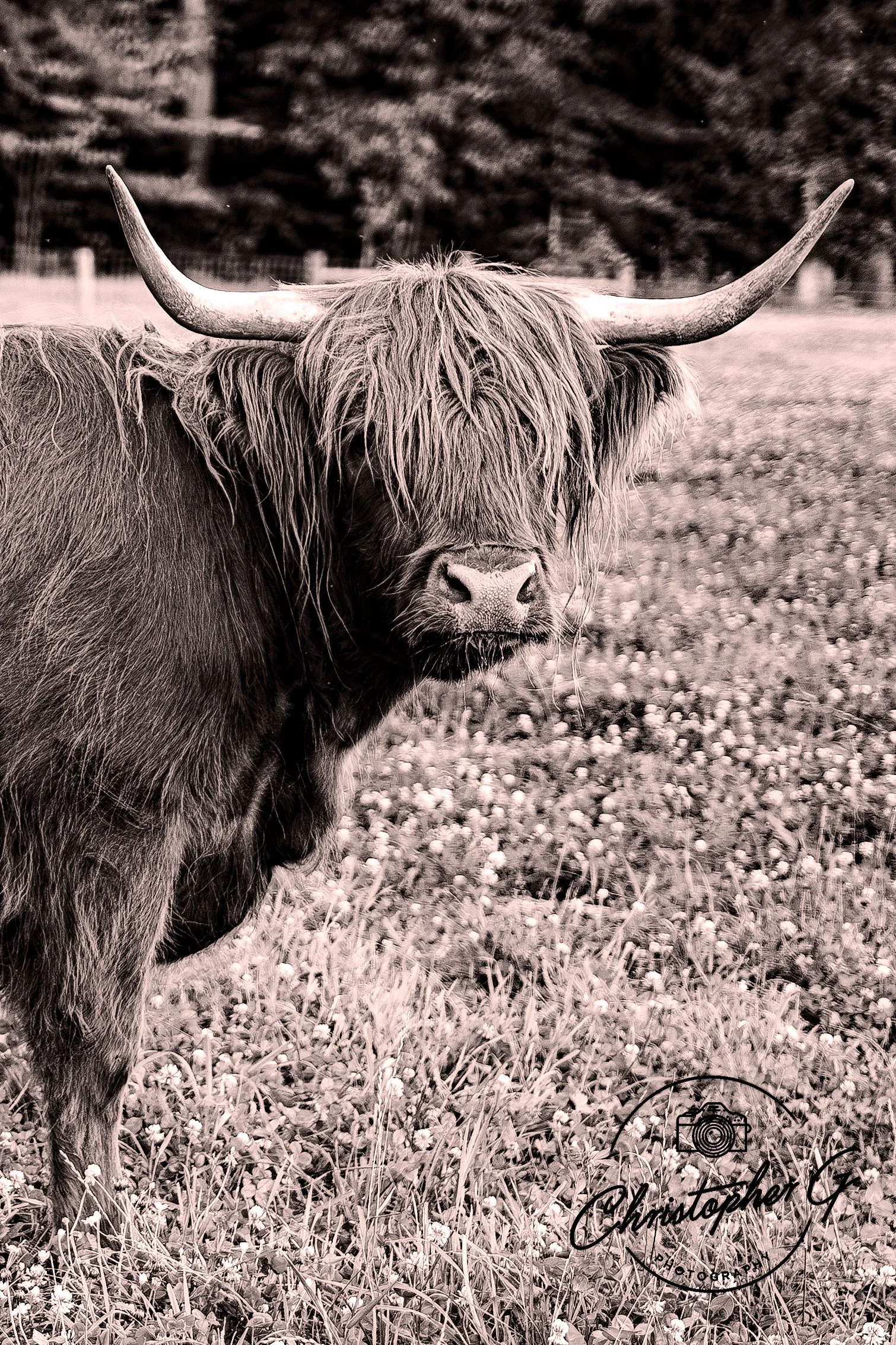 Highland Cow B&W.jpg
