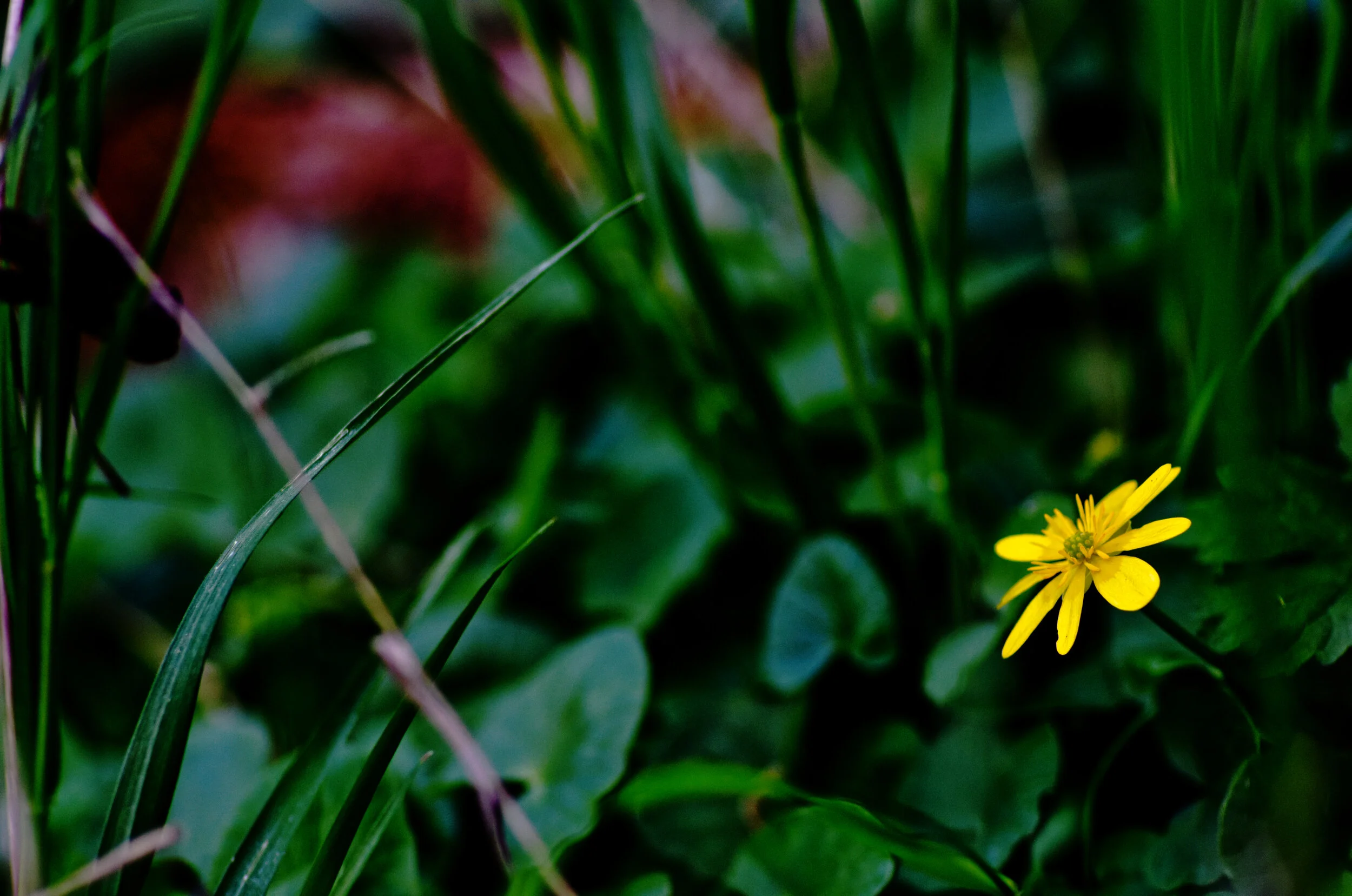A small yellow flower with slender petals and a central cluster of stamens surrounded by green grass and leaves.