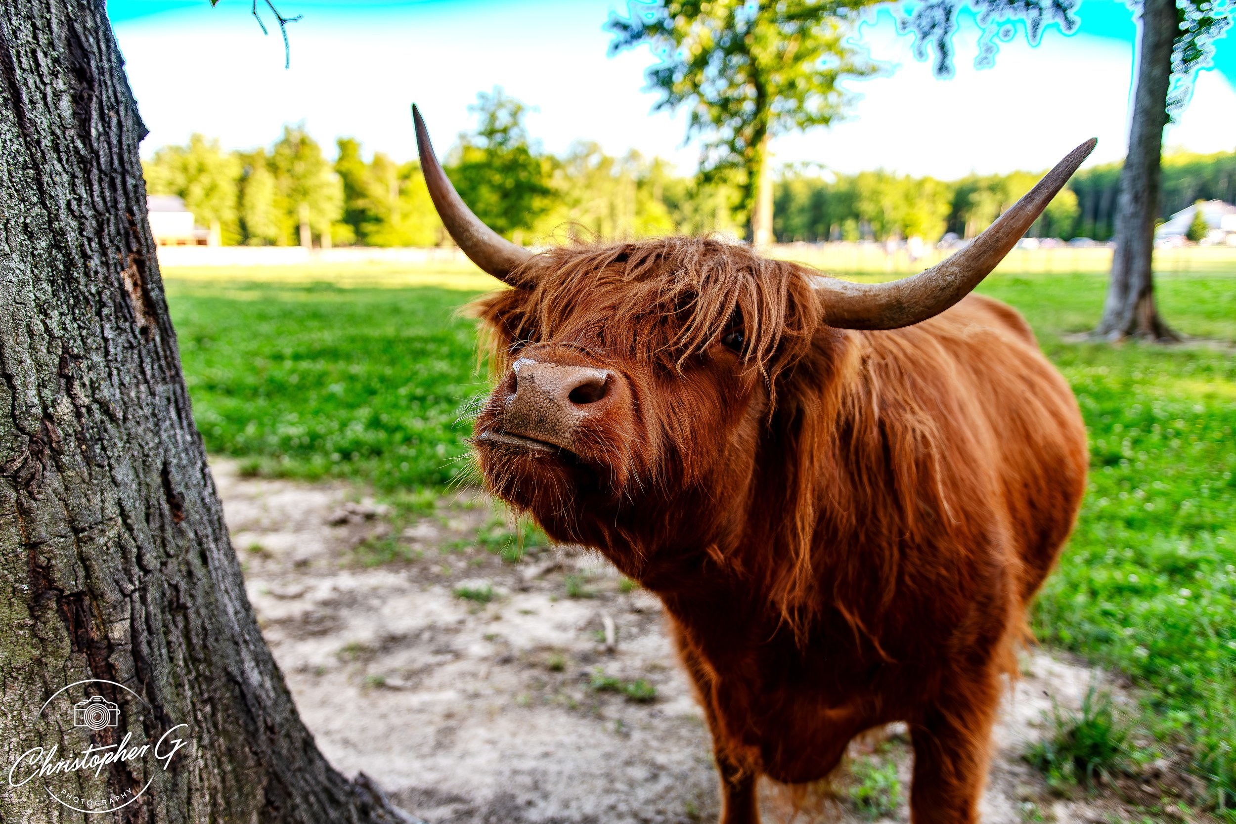 Highland Cow.jpg