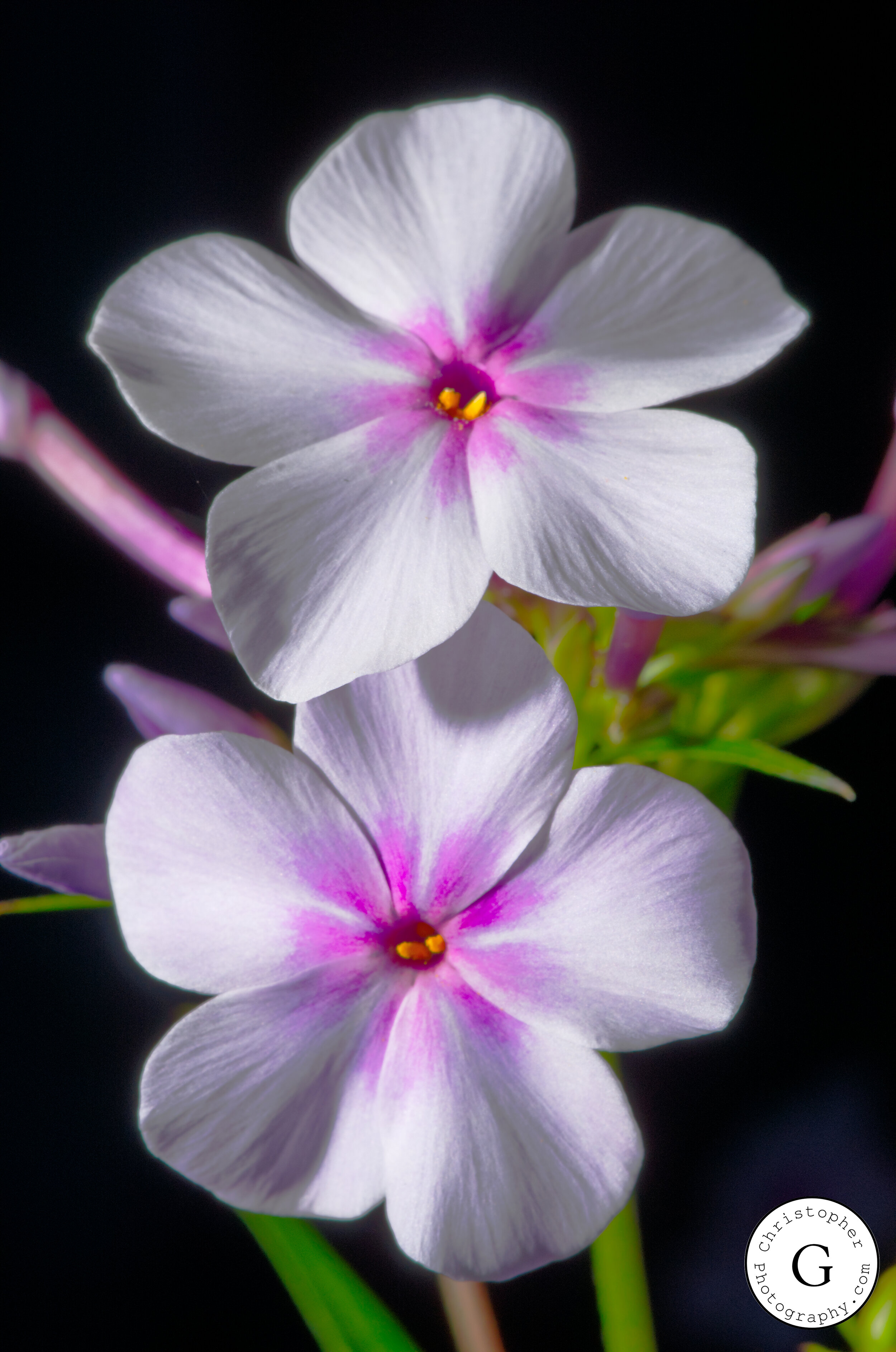 Close-up of two white flowers with purple centers and yellow stamens against a black background.