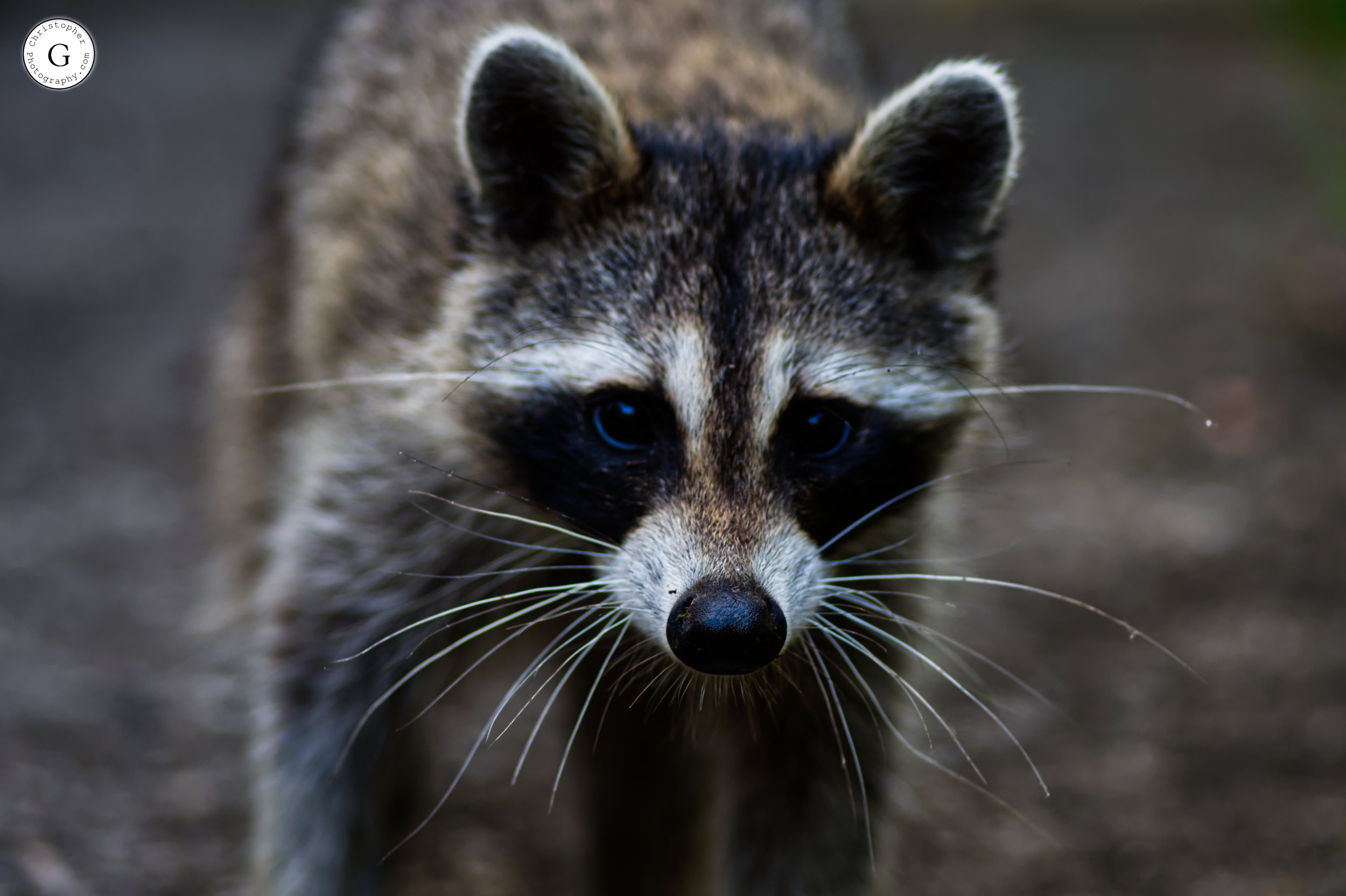 Raccoon buddy.jpg