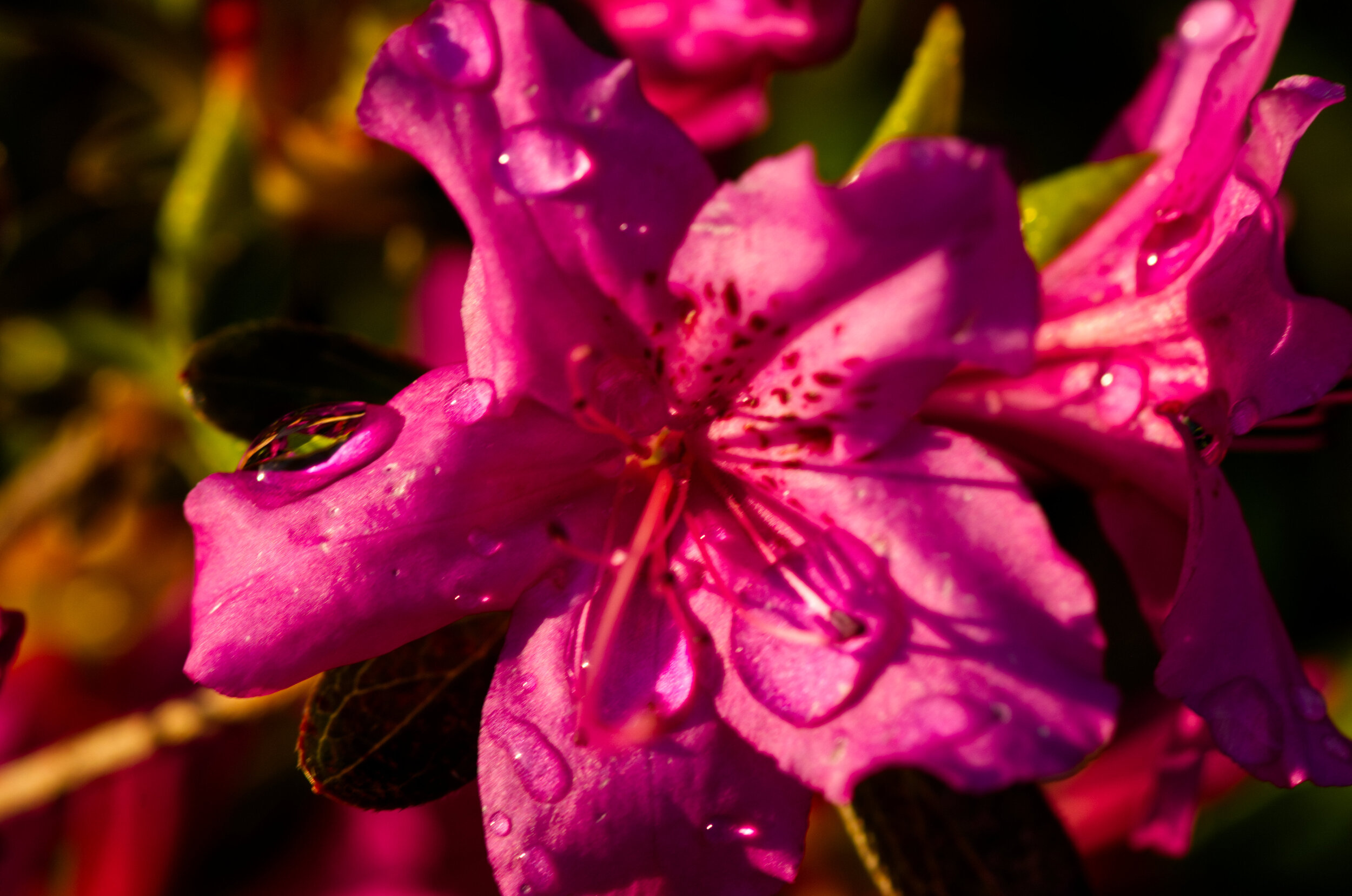 Close-up of a pink flower with water droplets on its petals, with dark green and brown leaves in the background.