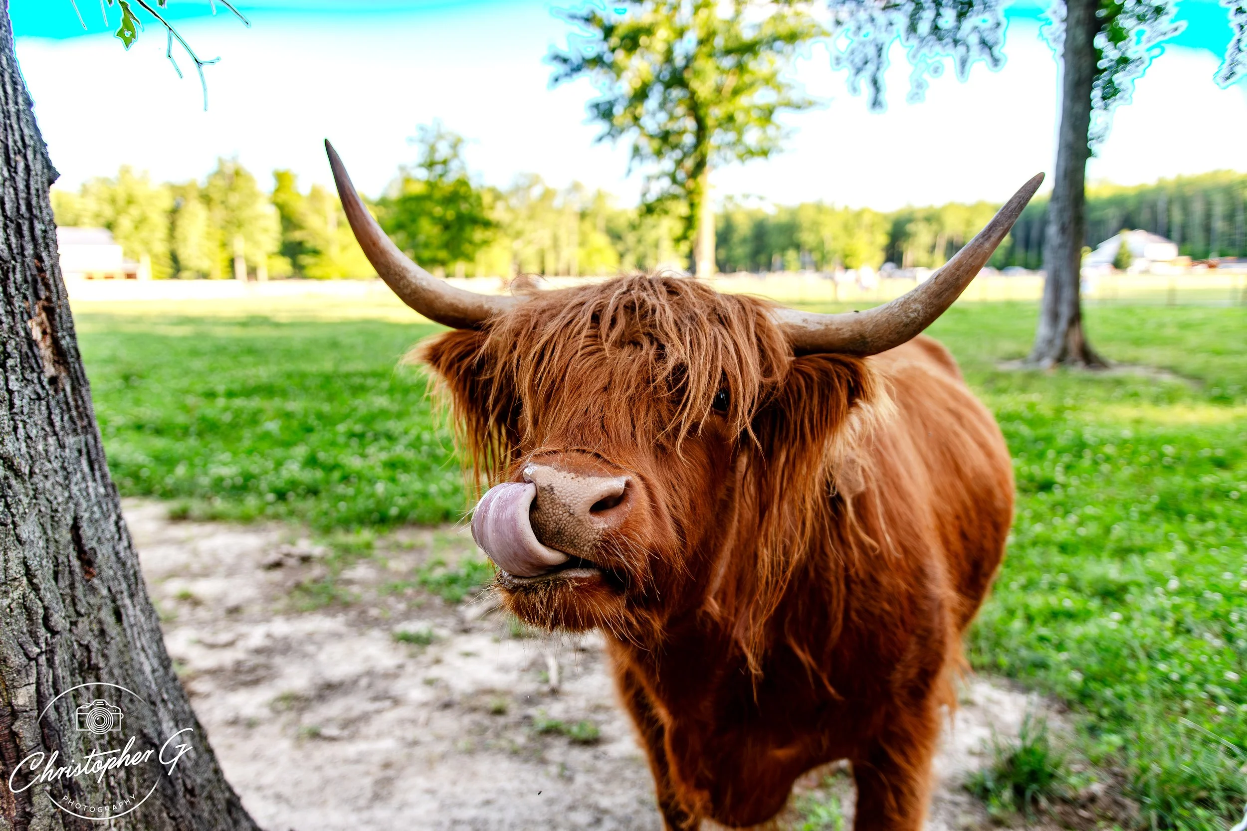Highland Cow 3.jpg