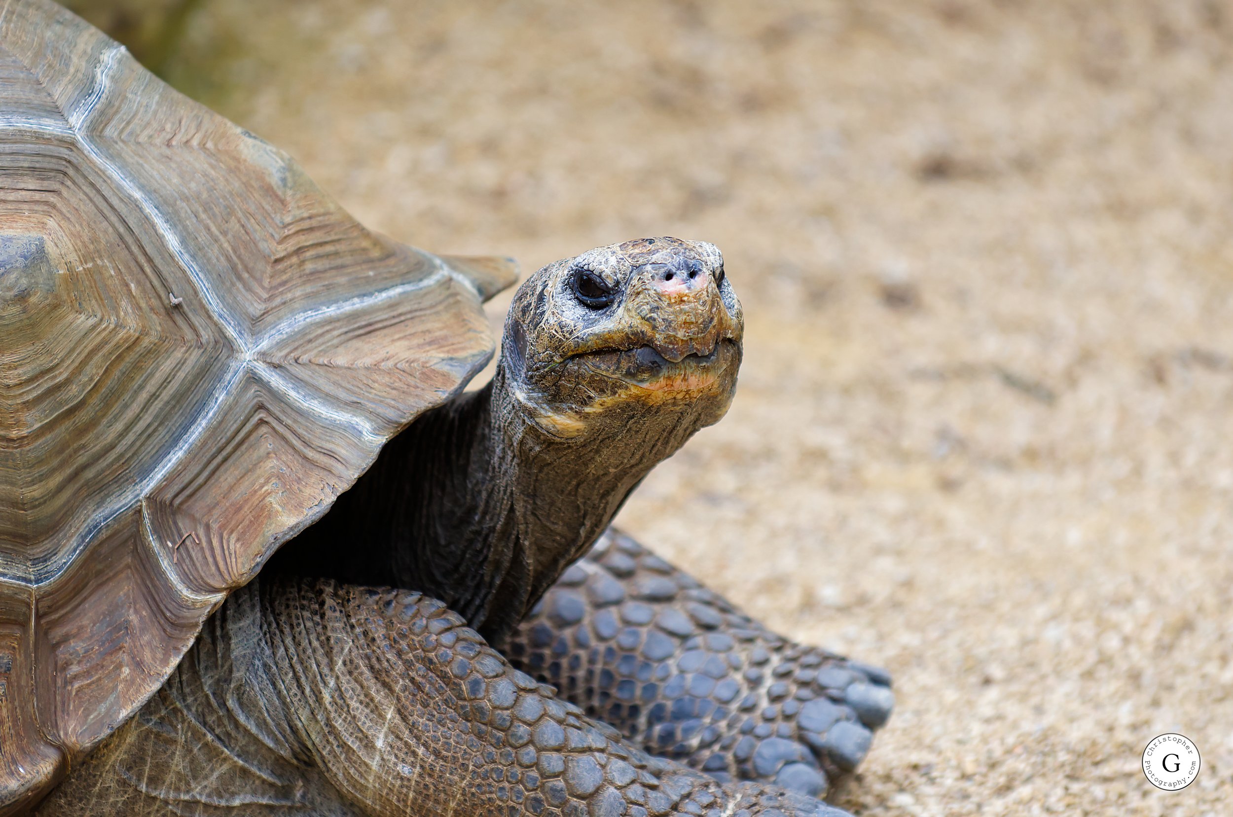 Close-up of a tortoise on sandy ground, showing its head, shell, and front legs.