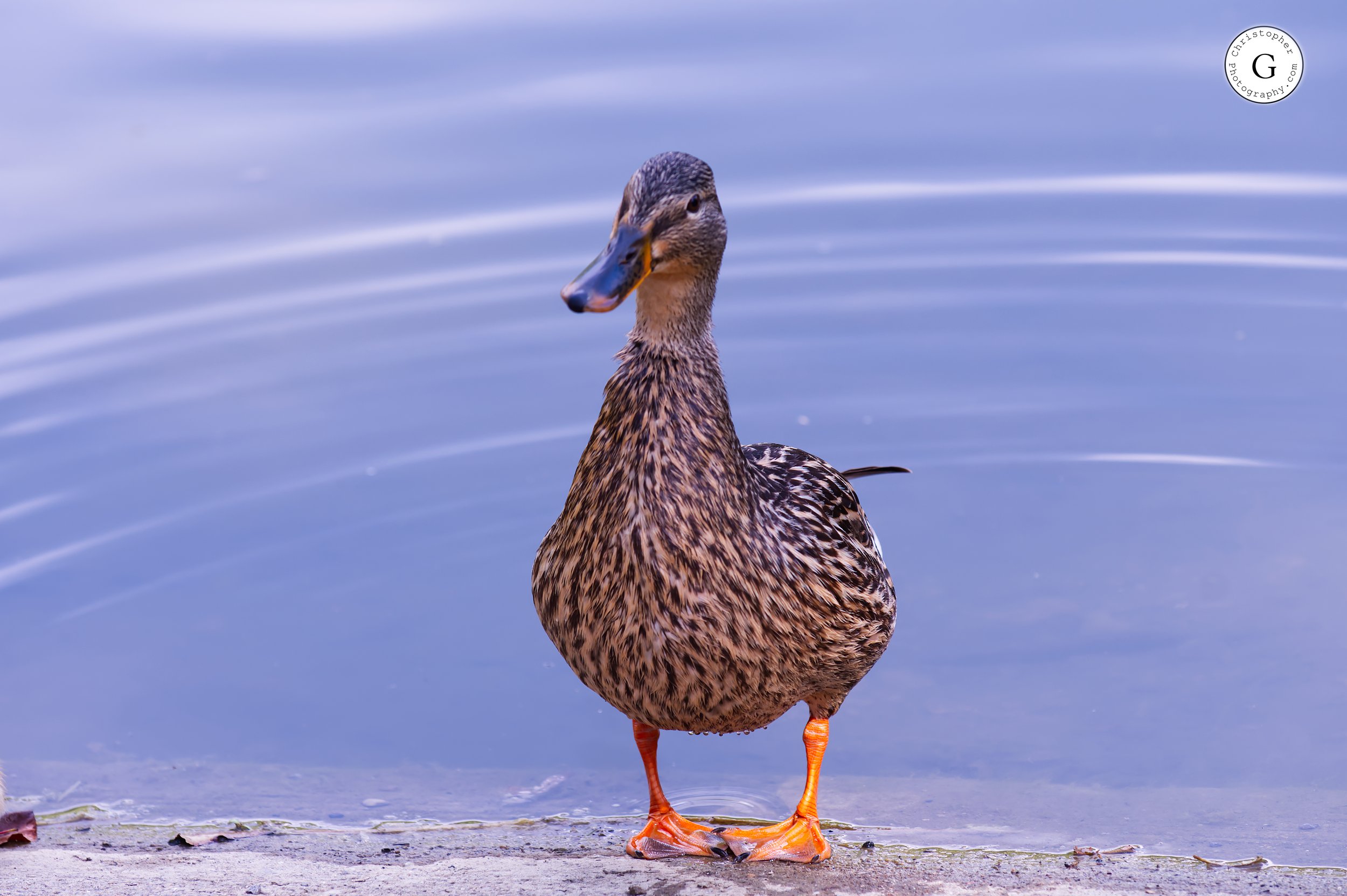 Female Mallard.jpg