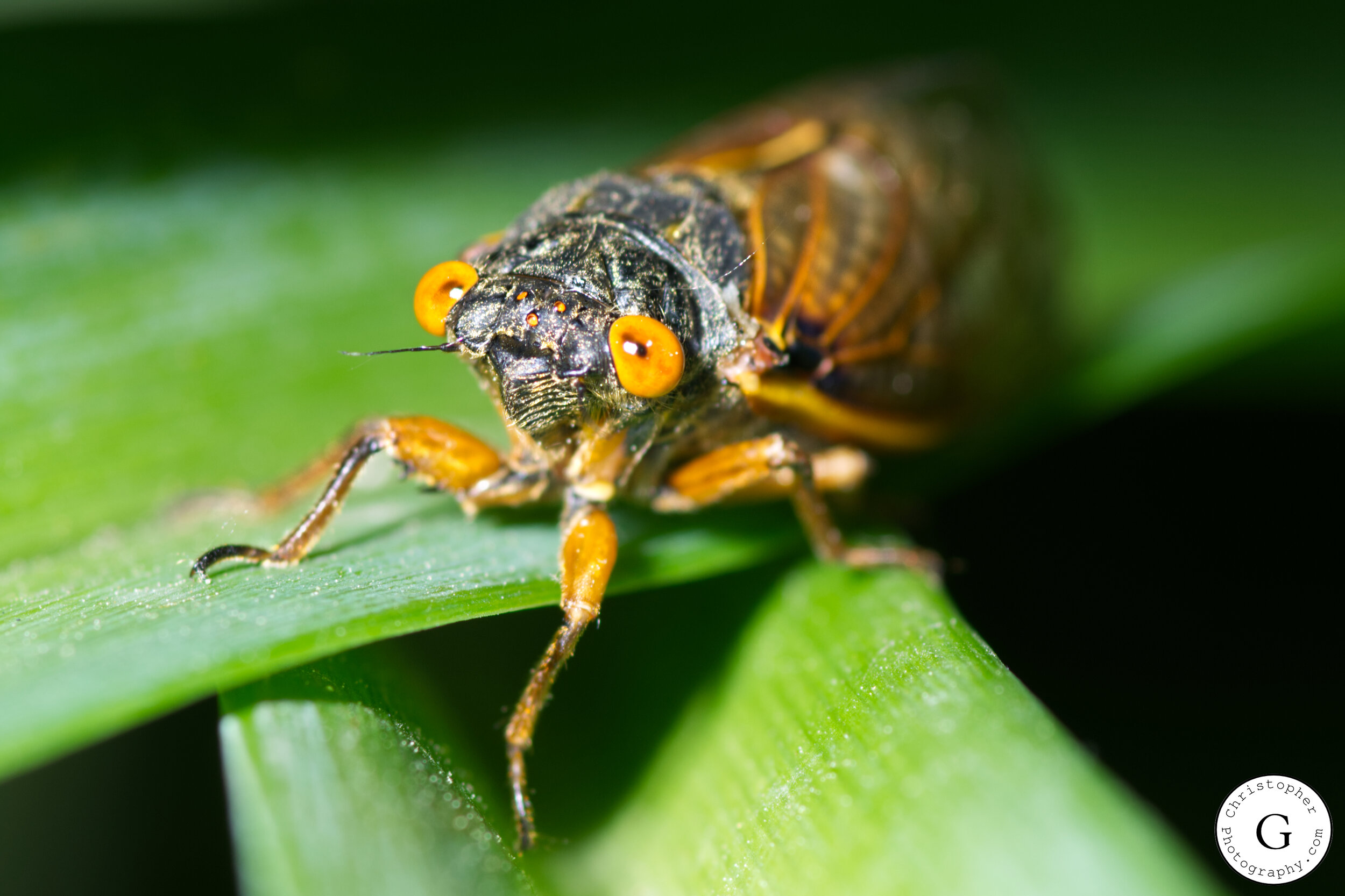 Close-up of a cicada resting on a green leaf, showing its large orange eyes, black and brown body, and legs.