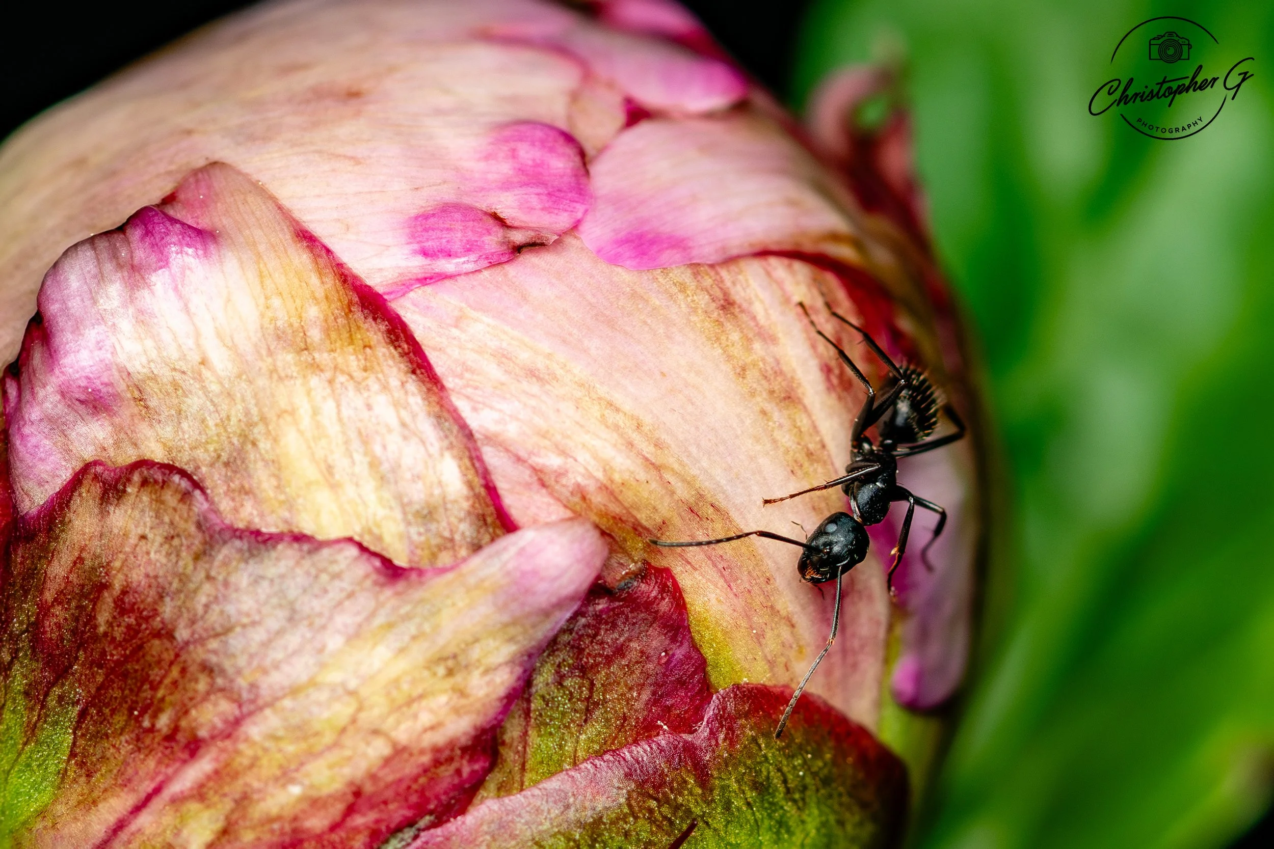 Carptenter Ant 2.jpg