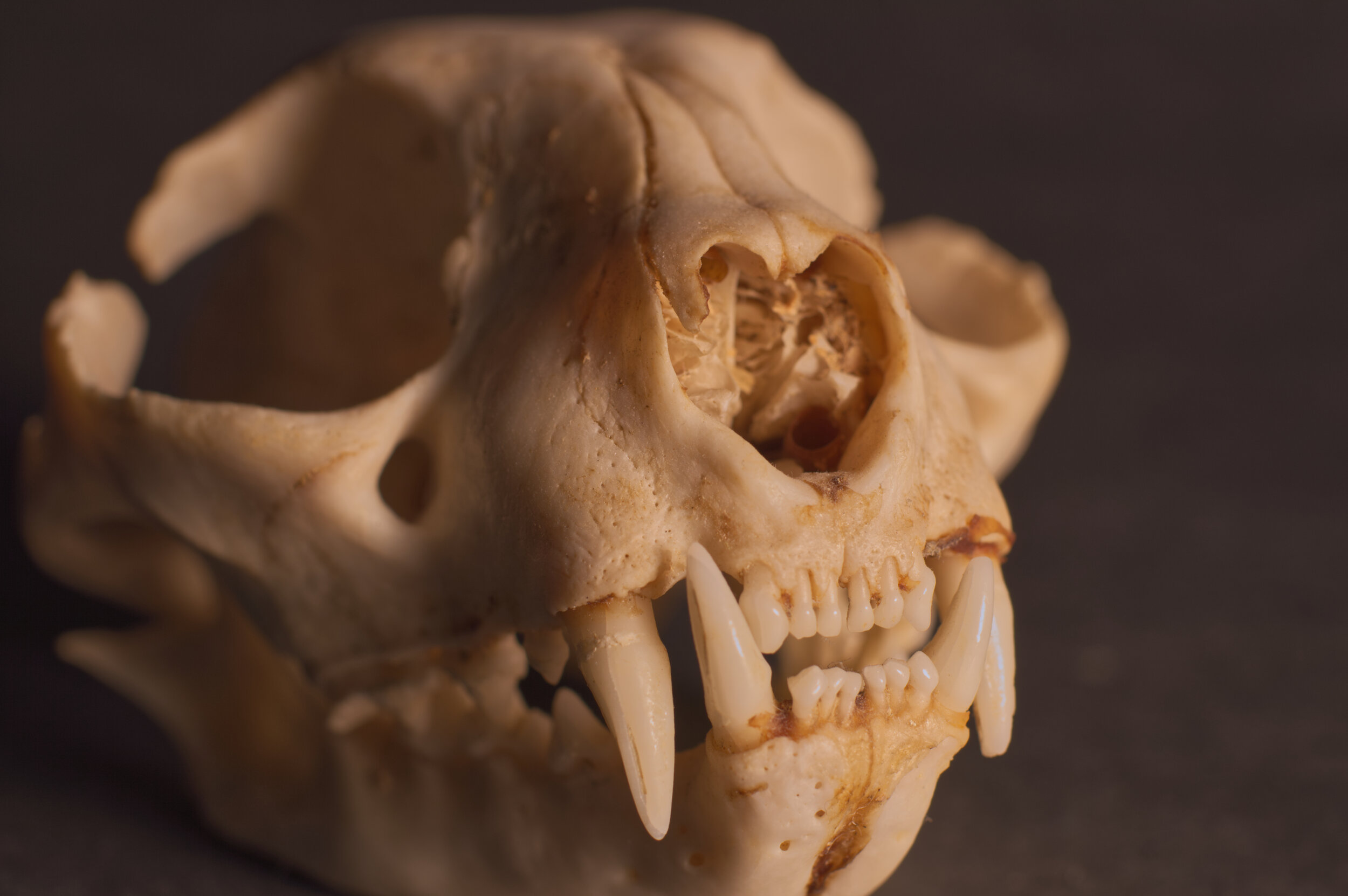 A close-up of a small animal skull with prominent teeth, including sharp canines, on a dark surface.