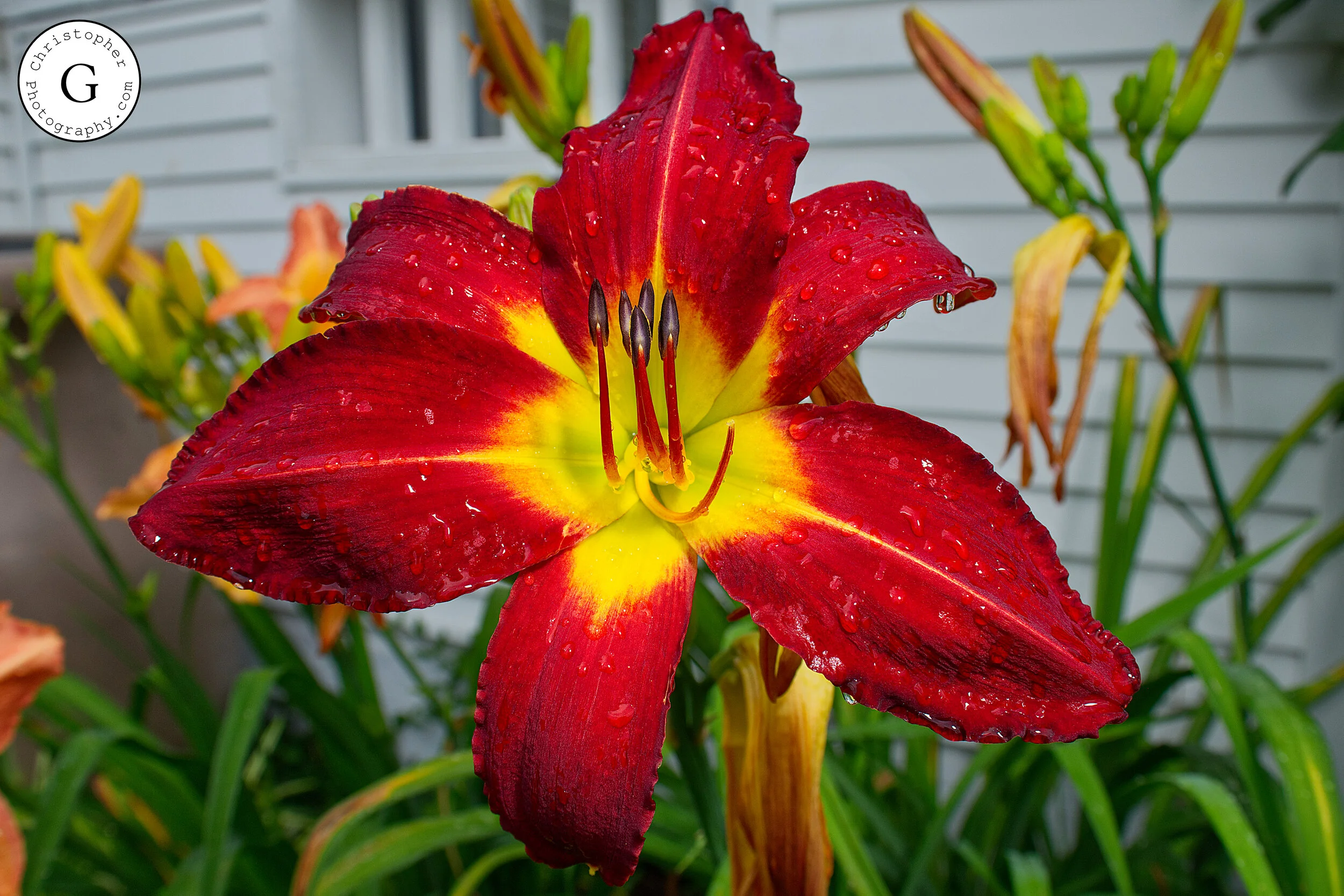 Close-up of a vibrant red and yellow daylily flower with water droplets on its petals, green foliage, and a gray building with siding in the background.