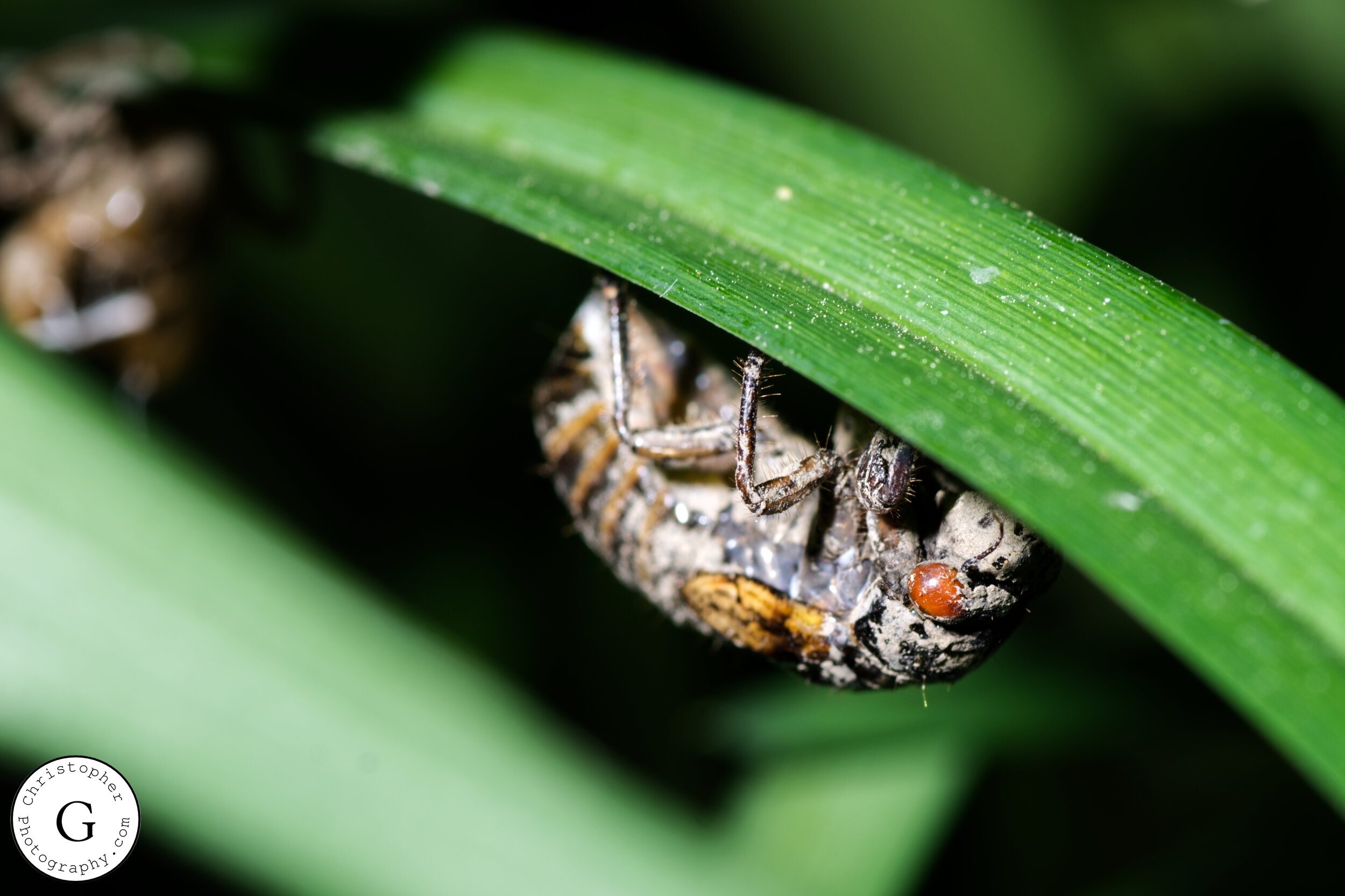 Close-up of a cicada emerging from its exoskeleton on green grass, with a small red insect on the exoskeleton.