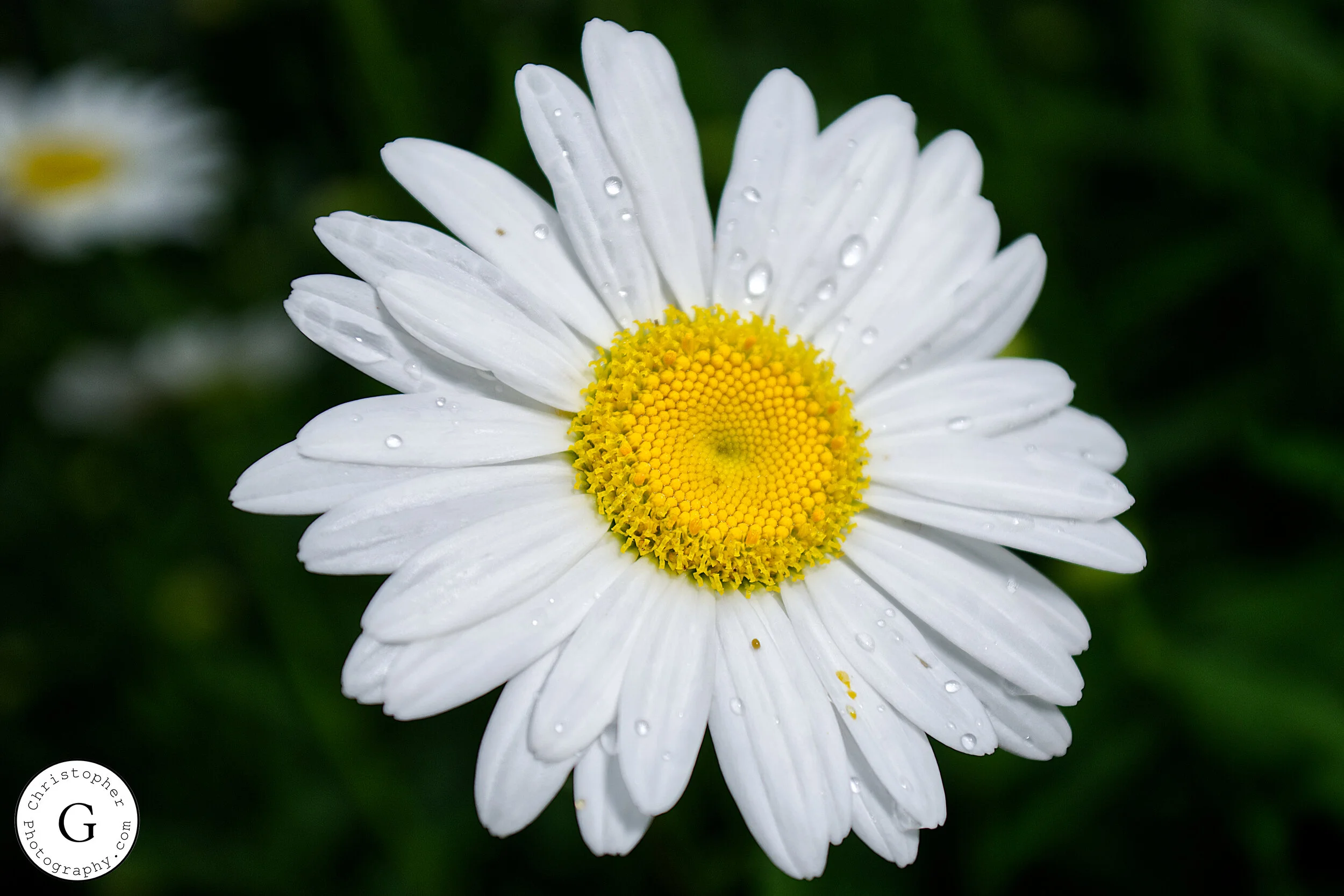 Close-up of a white daisy flower with a yellow center, water droplets on the petals, and a dark green background.