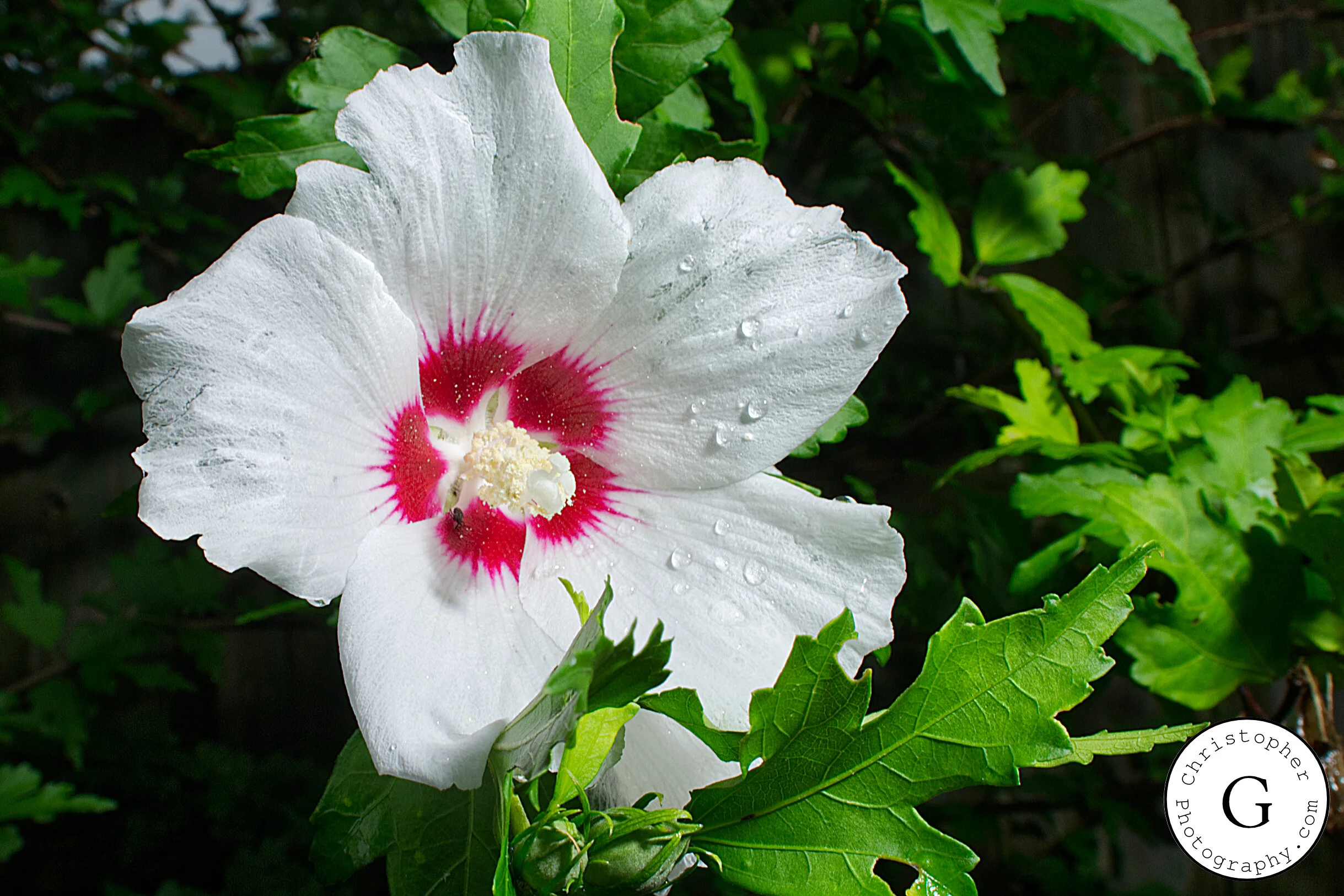 Close-up of a white hibiscus flower with pink and red center, water droplets on petals, surrounded by green leaves.