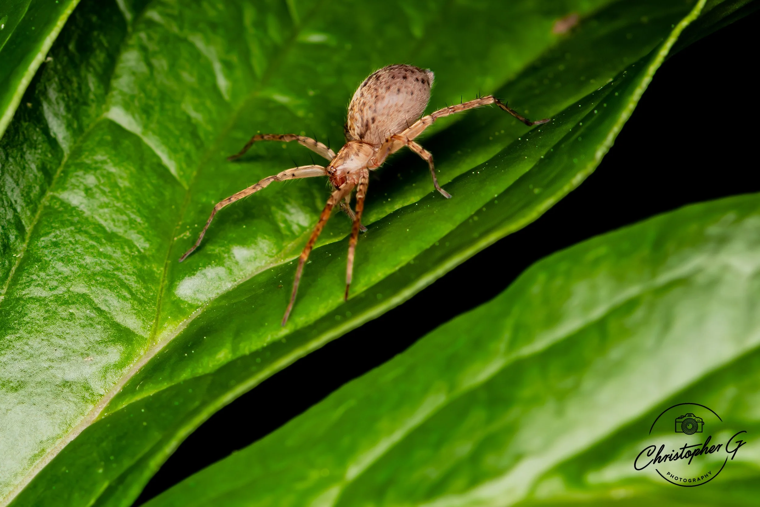 Crab Spider 2.jpg