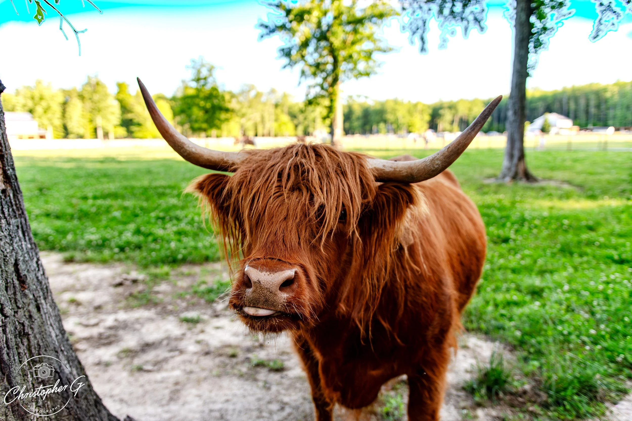 Highland Cow 2.jpg