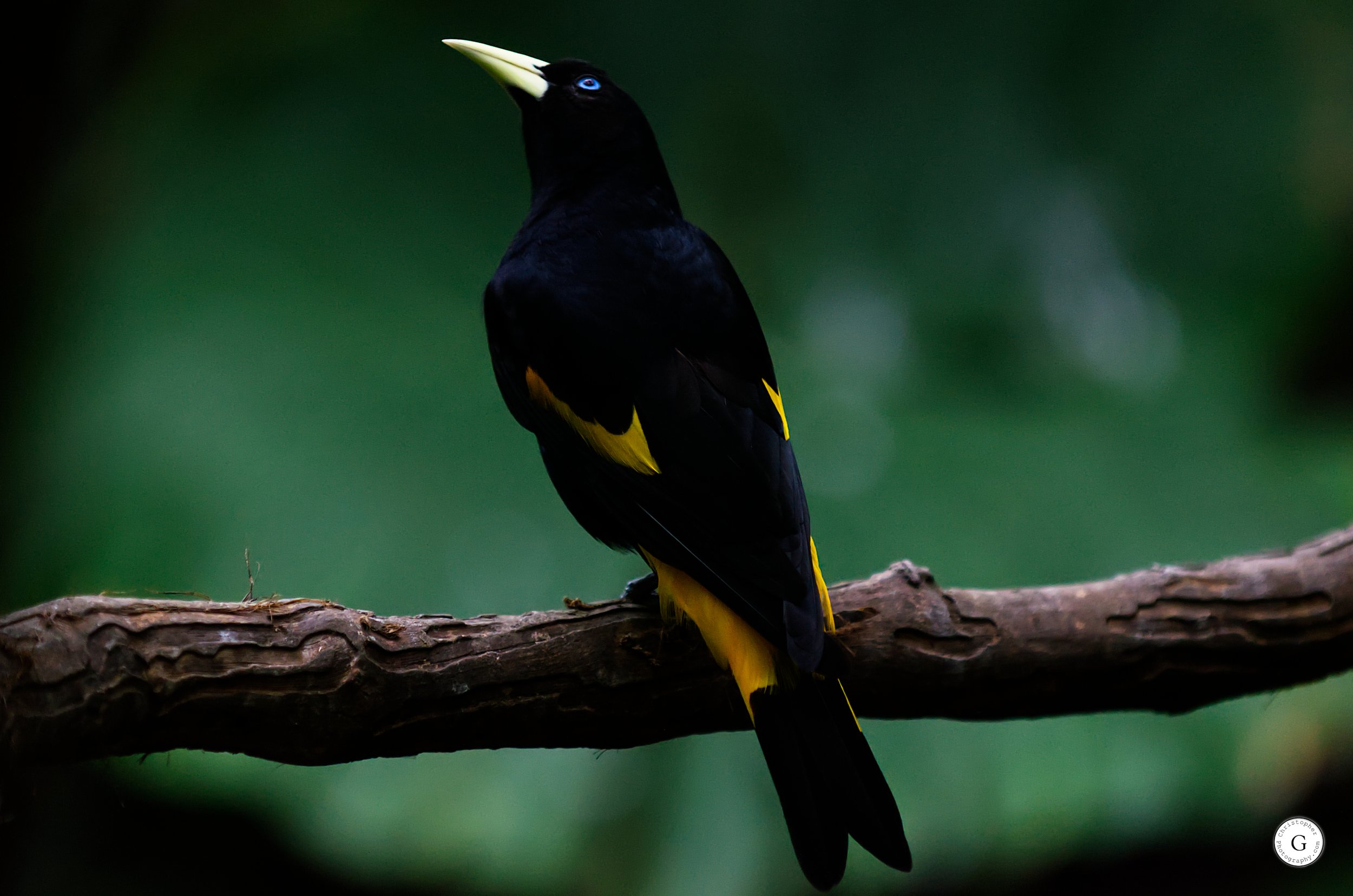 A black bird with bright yellow markings on its wings and tail, perched on a branch, with a dark green background.