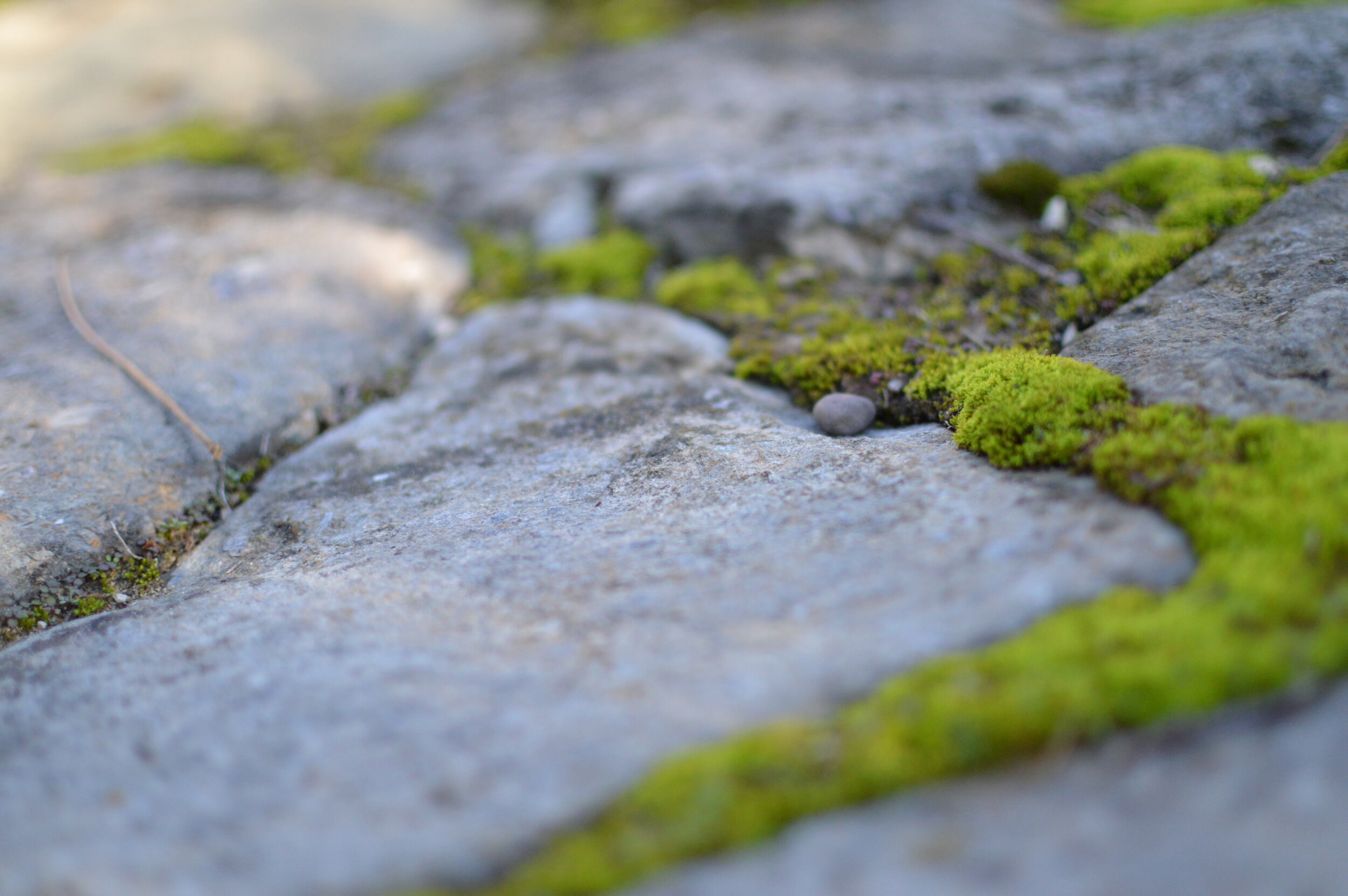 Close-up of a stone pathway with patches of green moss growing between the stones.
