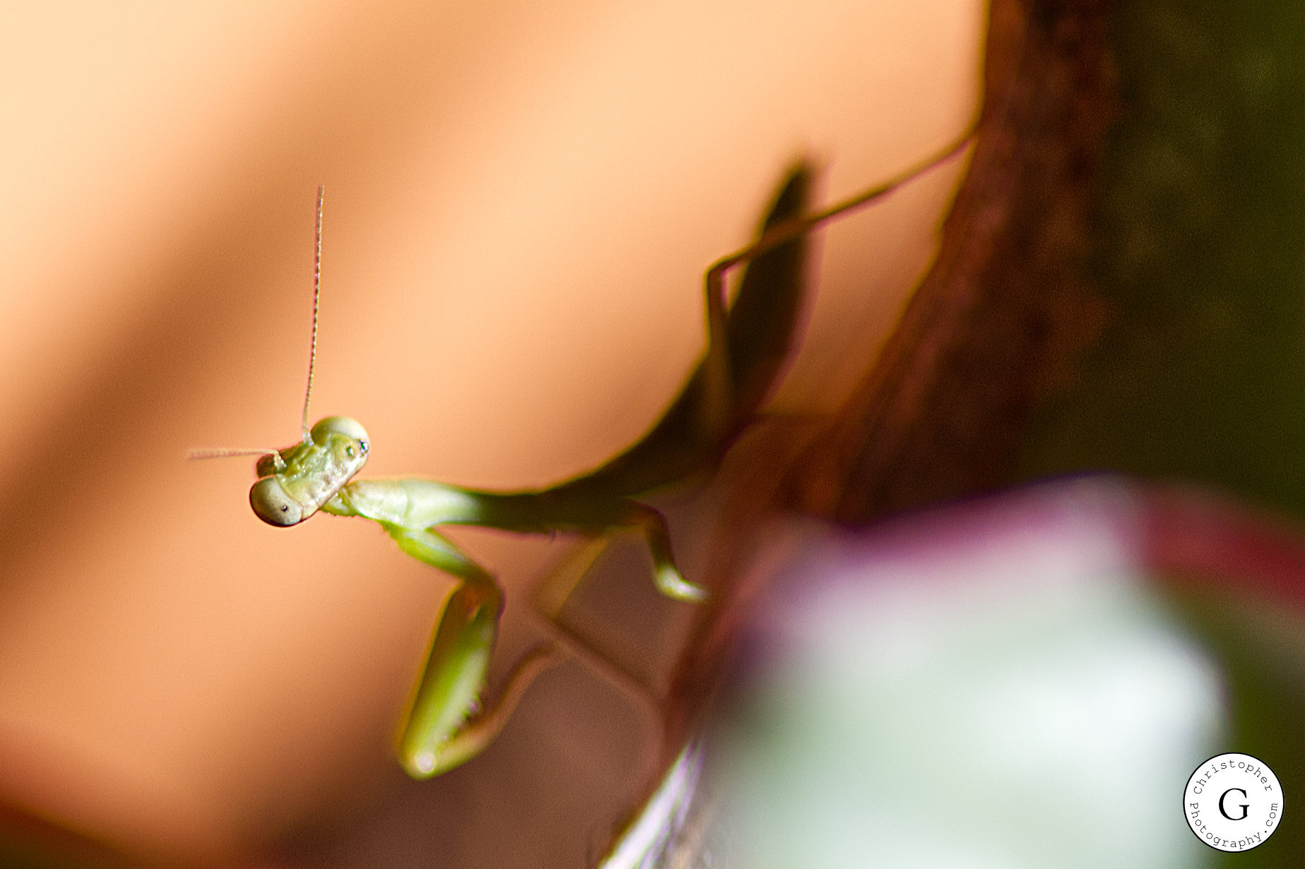 Close-up of a small green praying mantis on a plant stem with a blurred background.