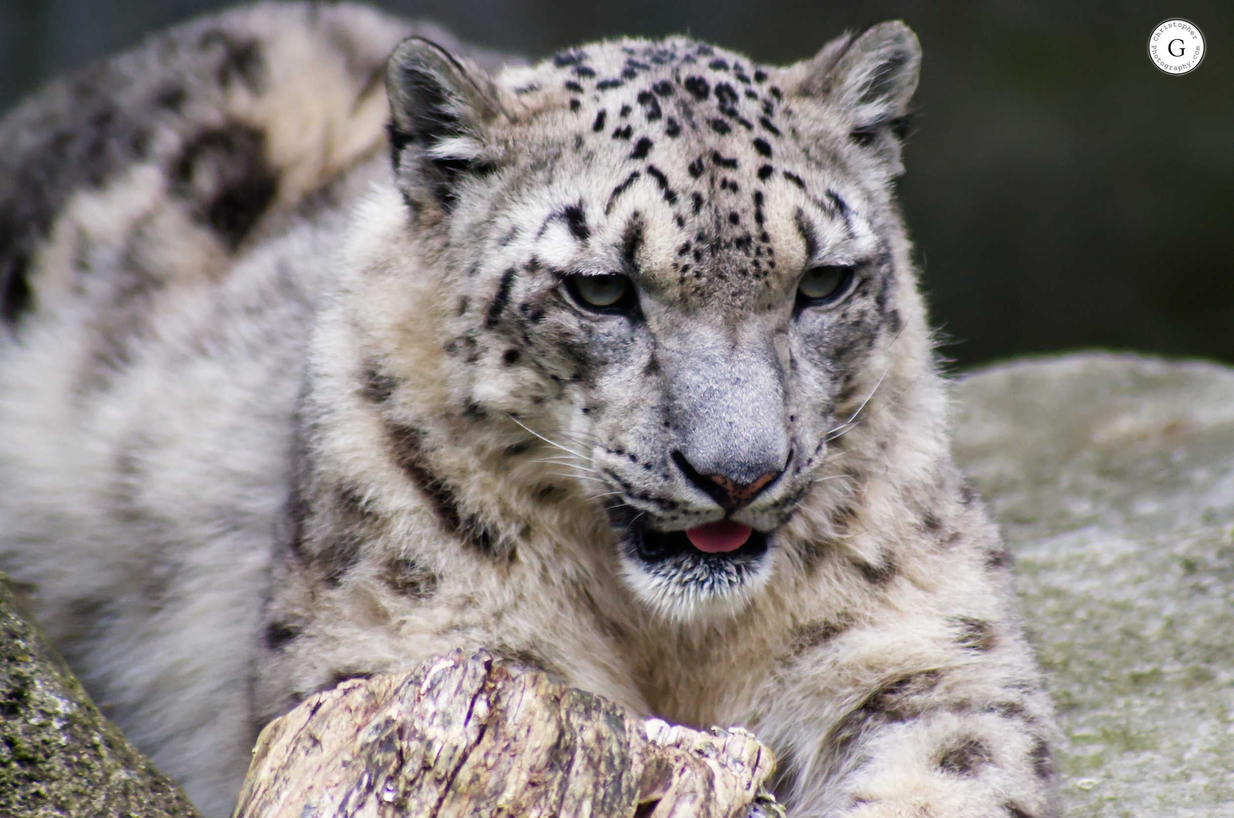 A snow leopard lying on the ground with a piece of wood in front, showing its spotted fur and pale face.