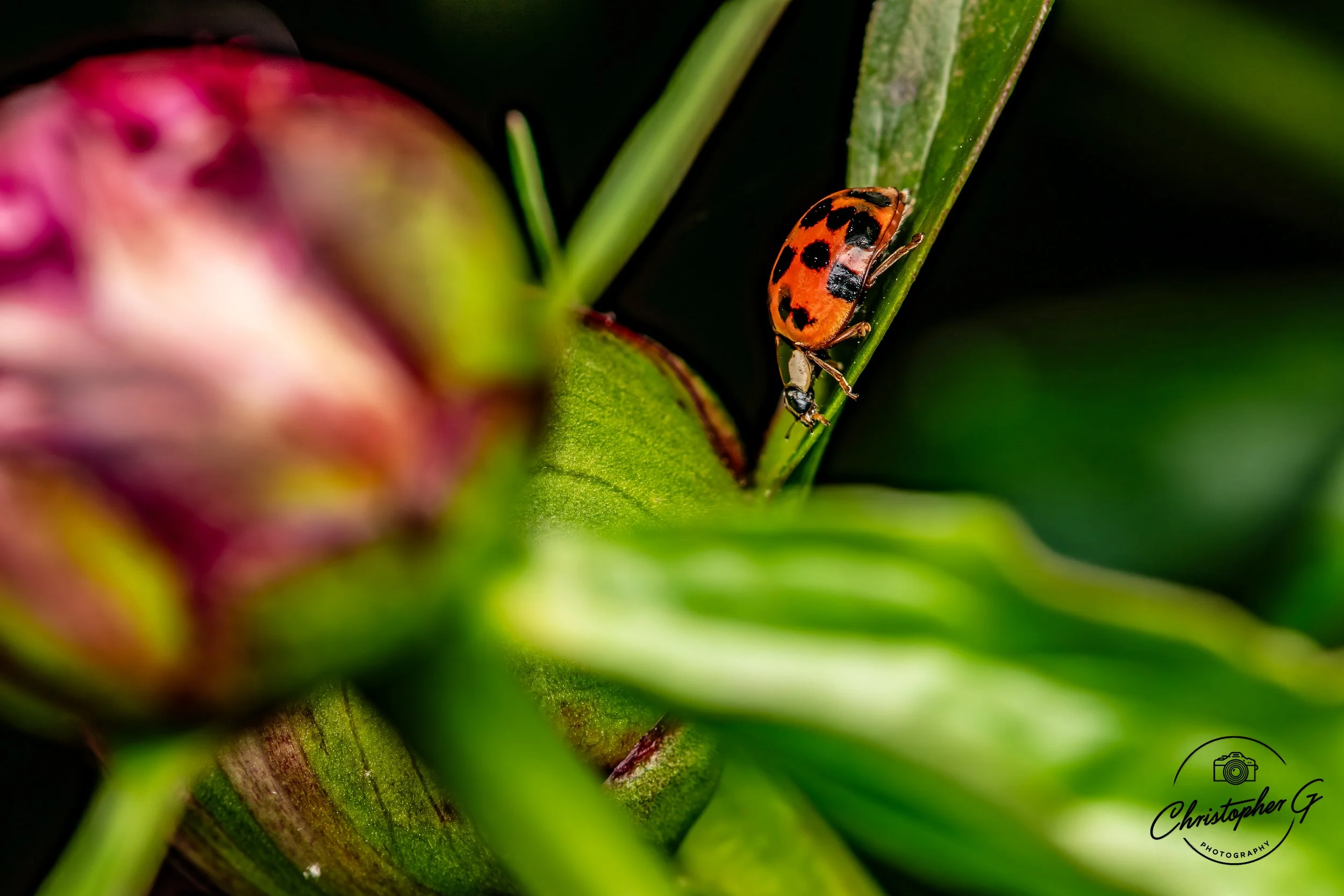 Lady Bug 1.jpg