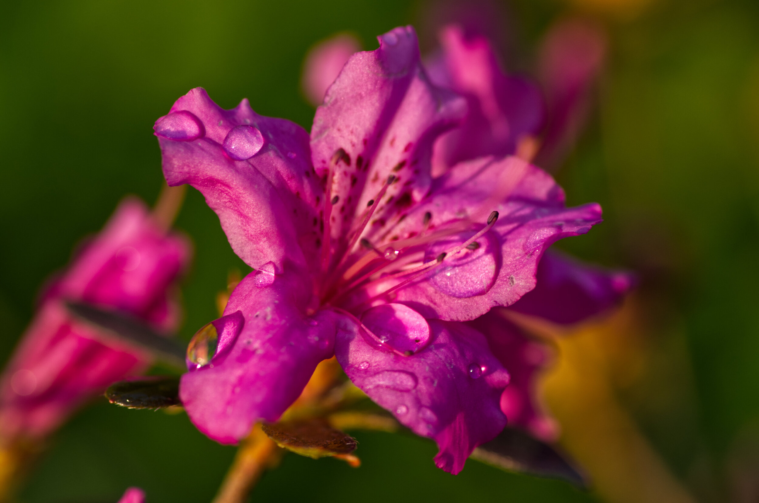 A close-up of a pink flower with water droplets on its petals, showing a green blurred background.