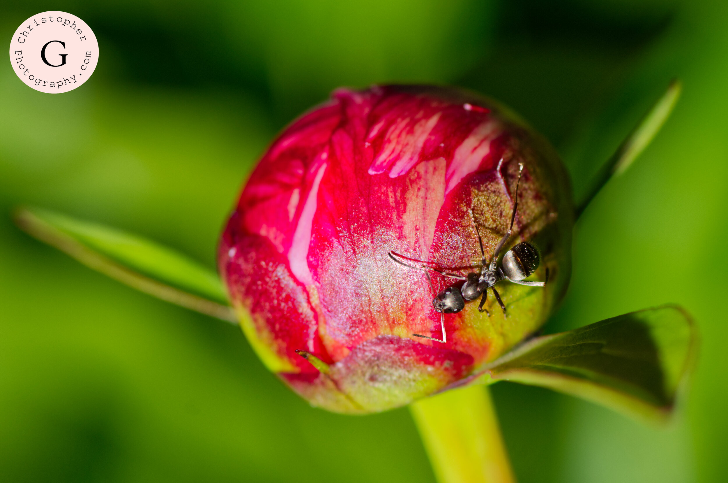 Close-up of an ant on a red and green flower bud with green leaves in the background.