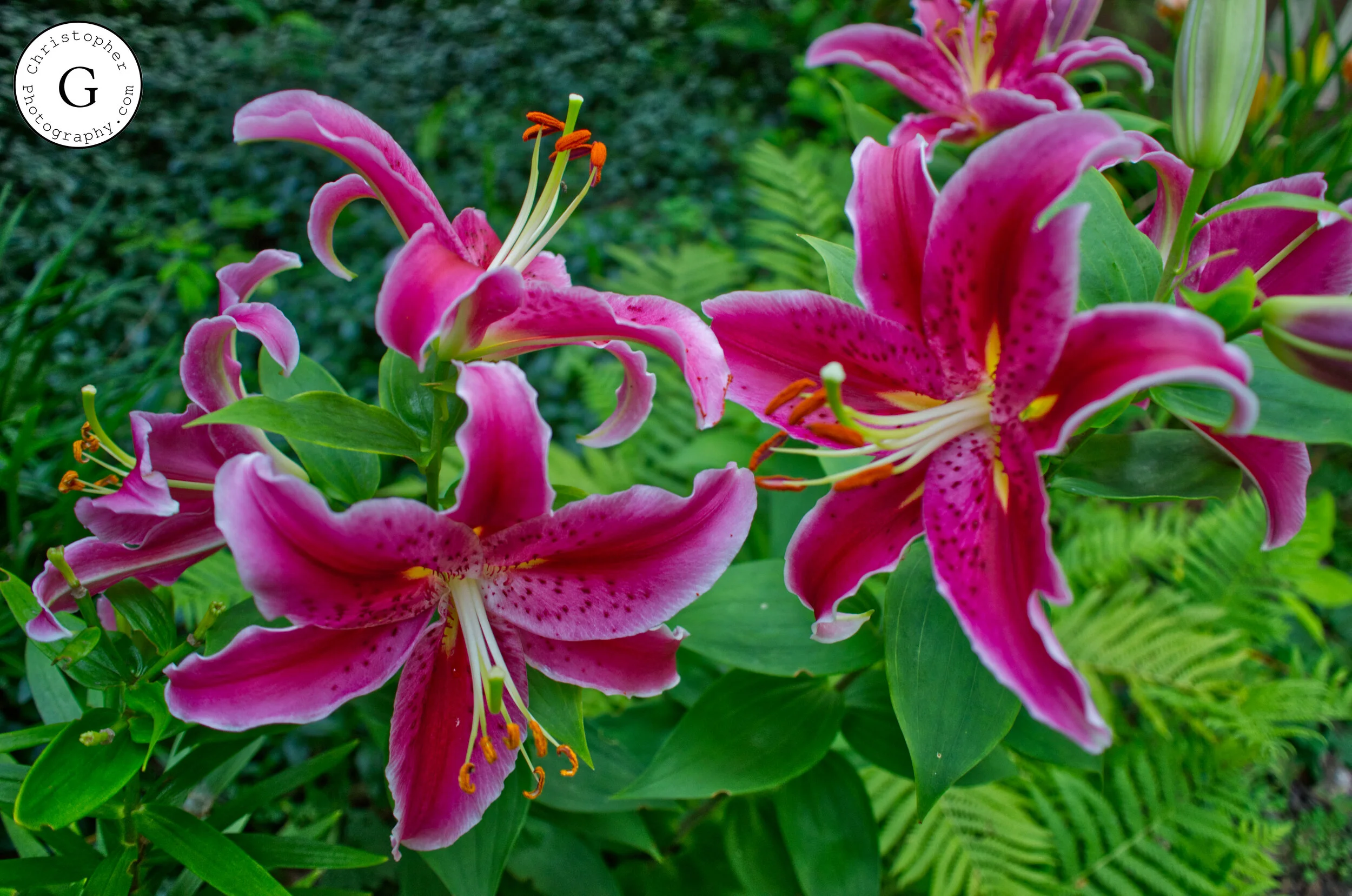 Close-up of vibrant pink lilies with yellow and orange stamens, surrounded by green leaves.