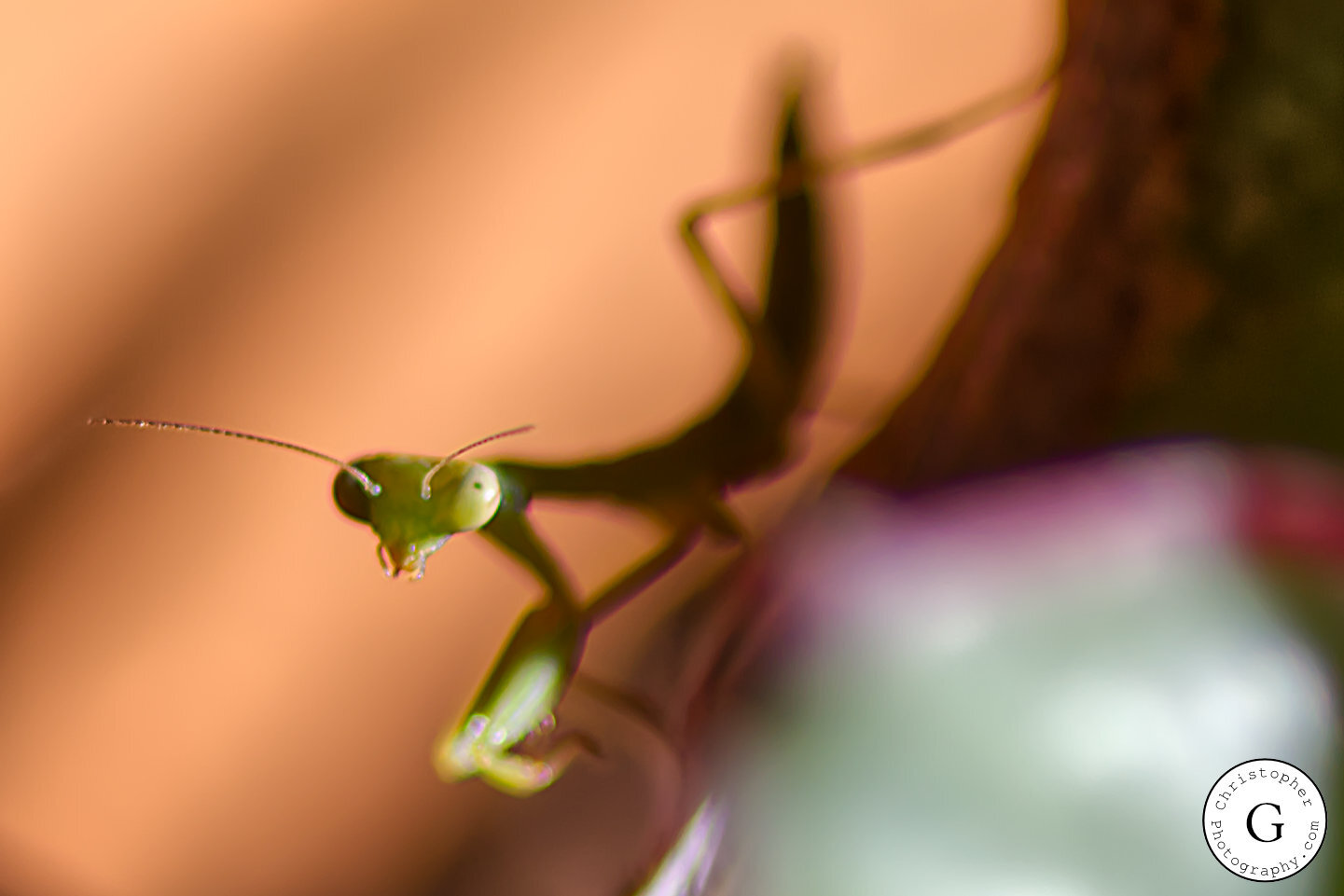 Close-up of a small green praying mantis on a plant stem with a blurred background.
