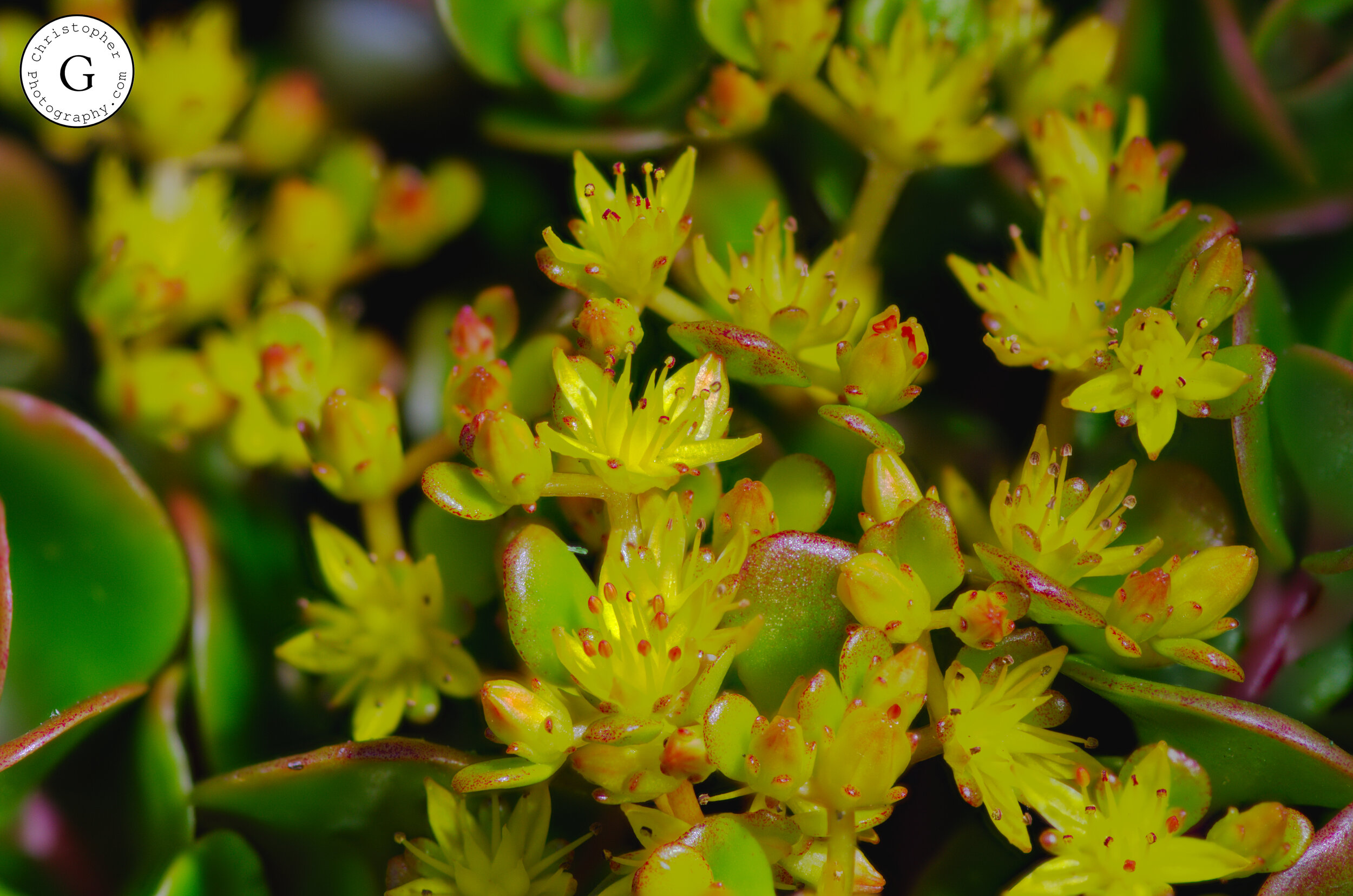 Close-up of yellow succulent flowers with green leaves and reddish tips