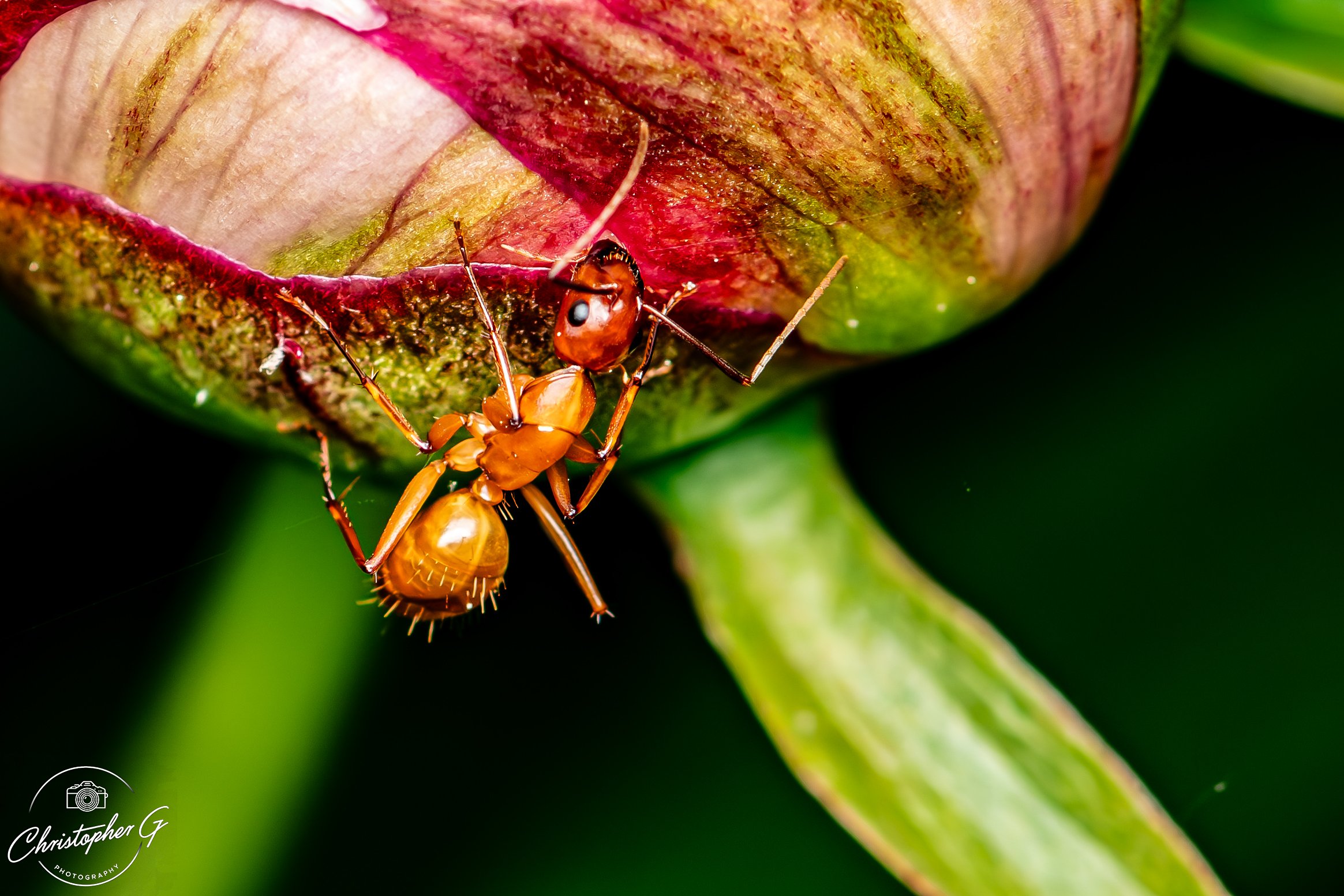 Chesnut Carpenter Ant 2.jpg