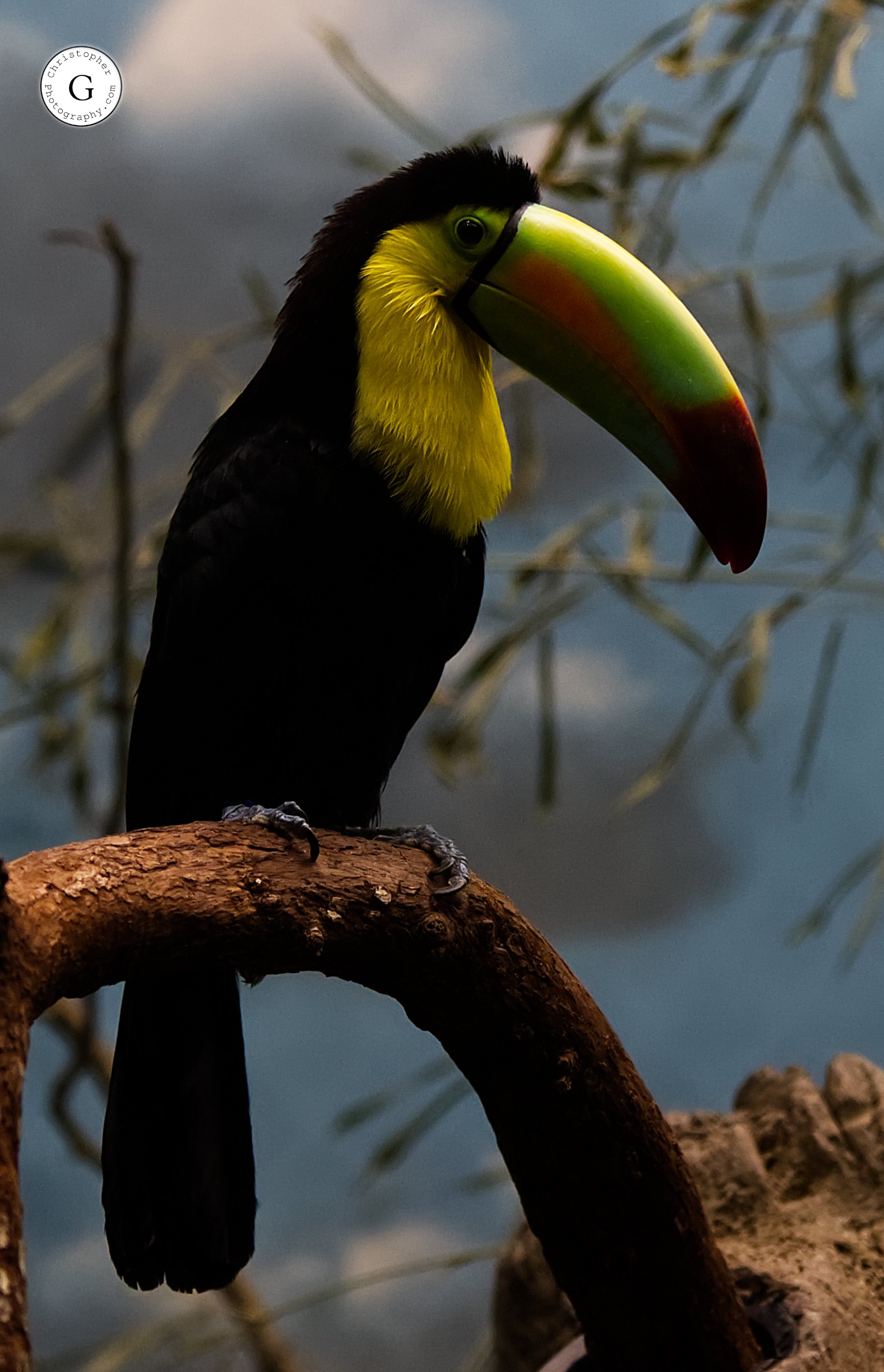 A toucan with a large, colorful beak perched on a branch near water.