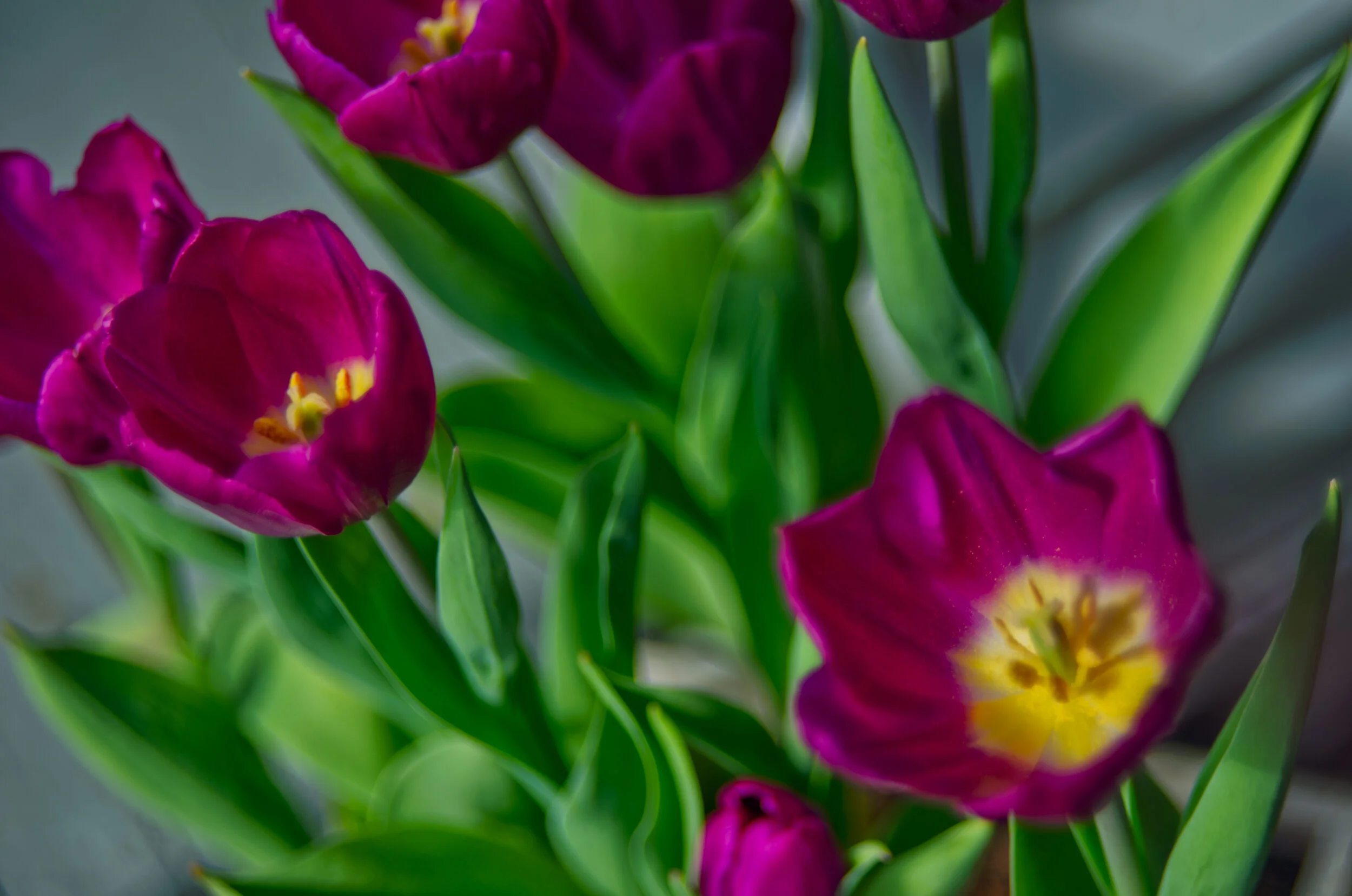 Close-up of vibrant pink tulips with yellow centers and green leaves.
