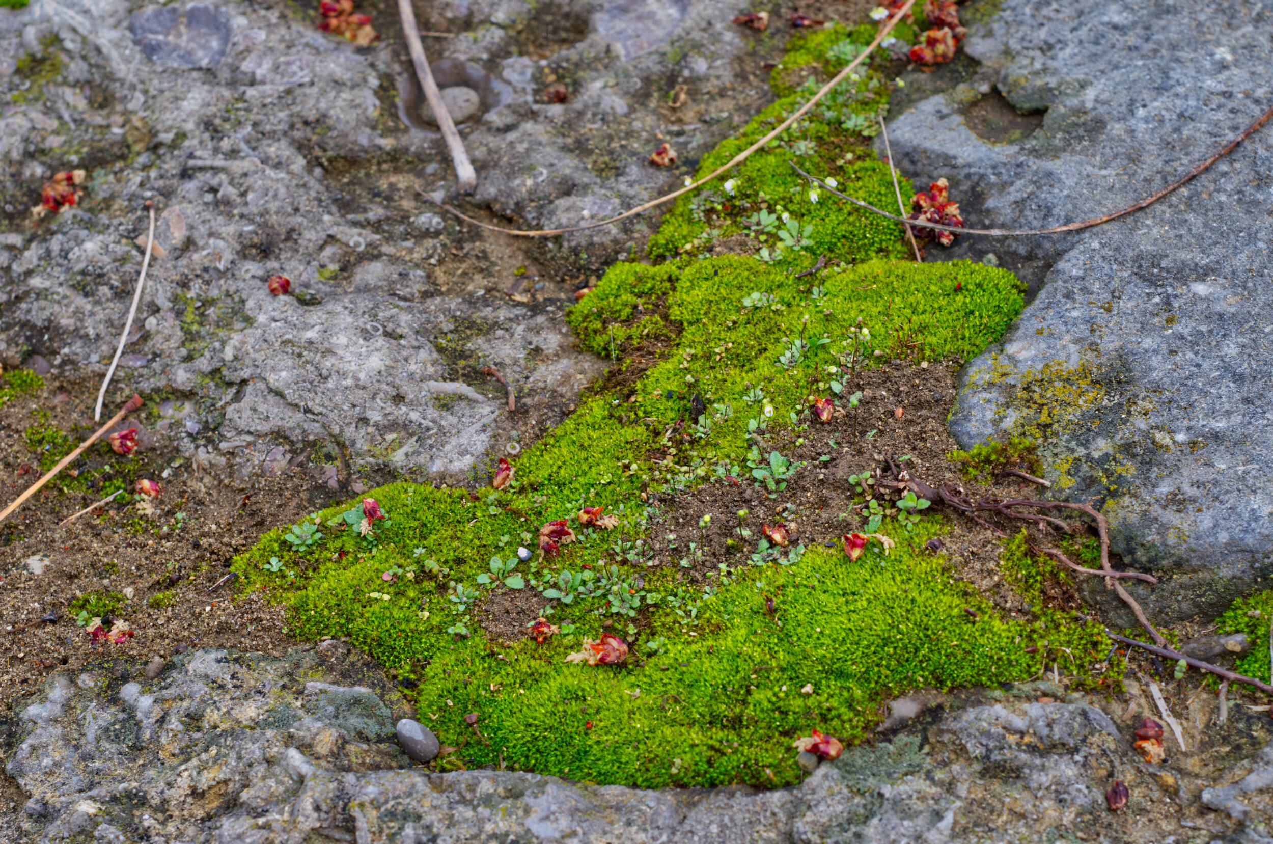 Close-up of moss and small plants growing on a rocky surface with some small pebbles and twigs scattered around.