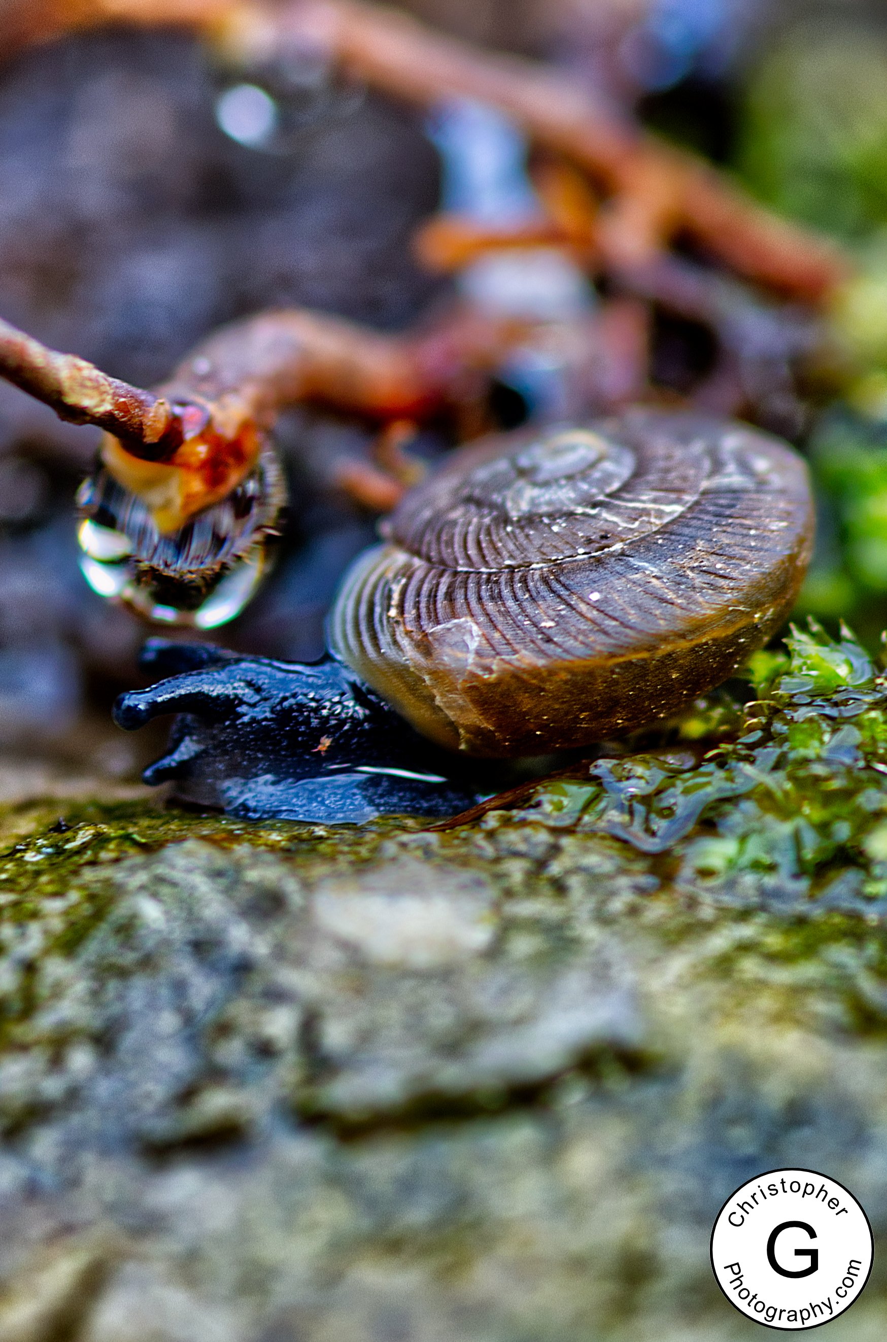 Close-up of a snail with a spiral shell on a damp, mossy surface in a forest. There is a small black slug underneath the snail. In the bottom right corner, a logo with the text 'Christopher G Photography.com'.
