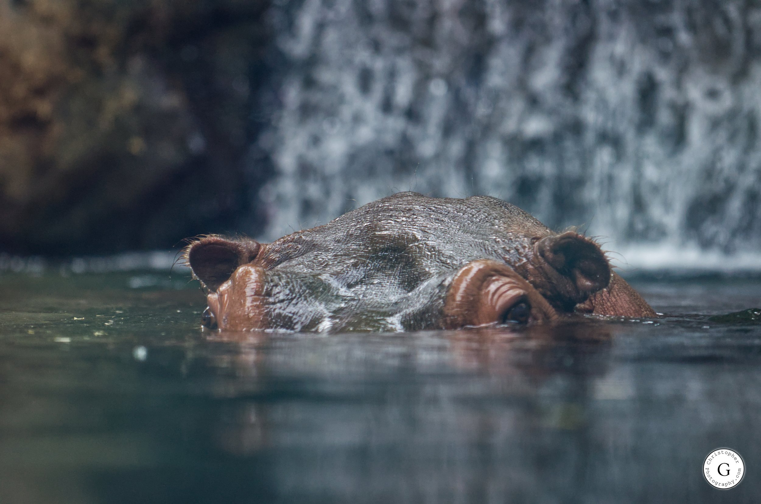 A hippopotamus partially submerged in water with only its eyes, ears, and part of its head visible, with a rocky waterfall in the background.