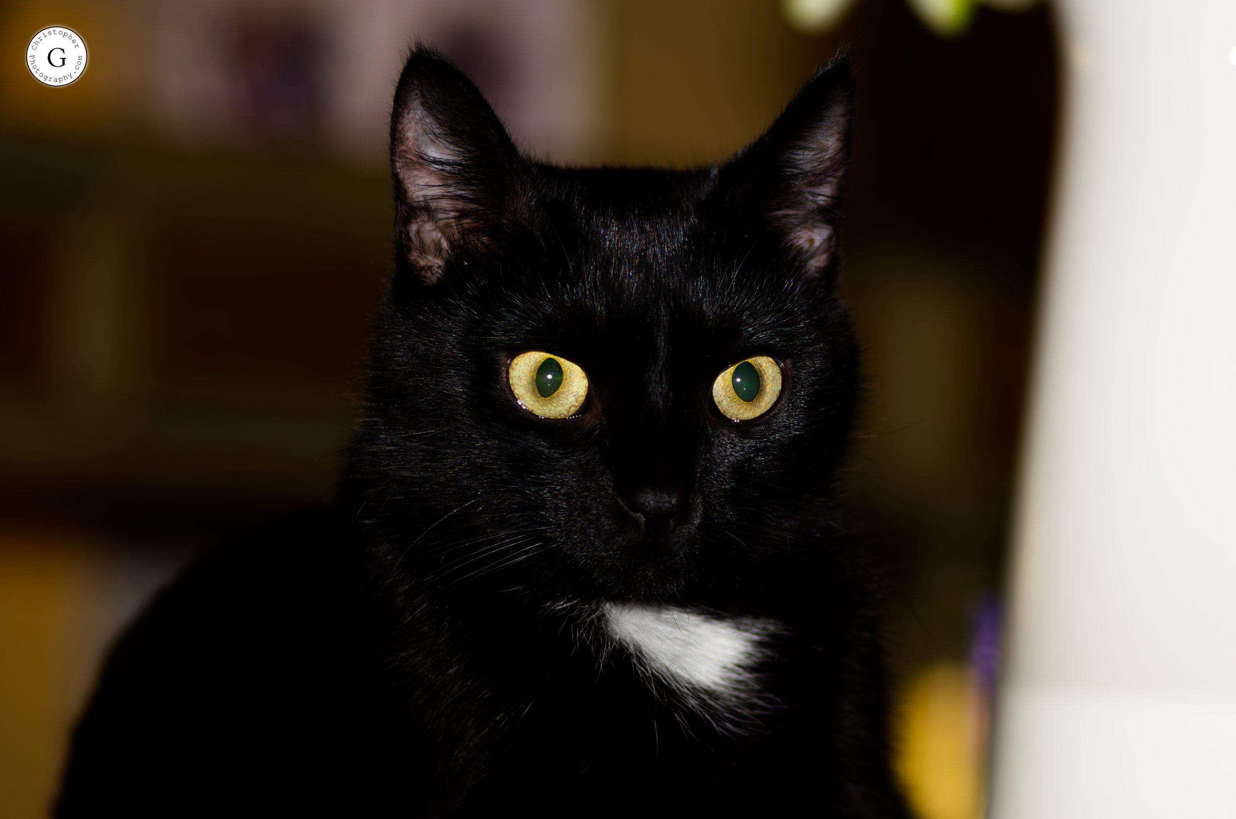 Close-up of black cat with yellow-green eyes and small white patch on chest sitting indoors.