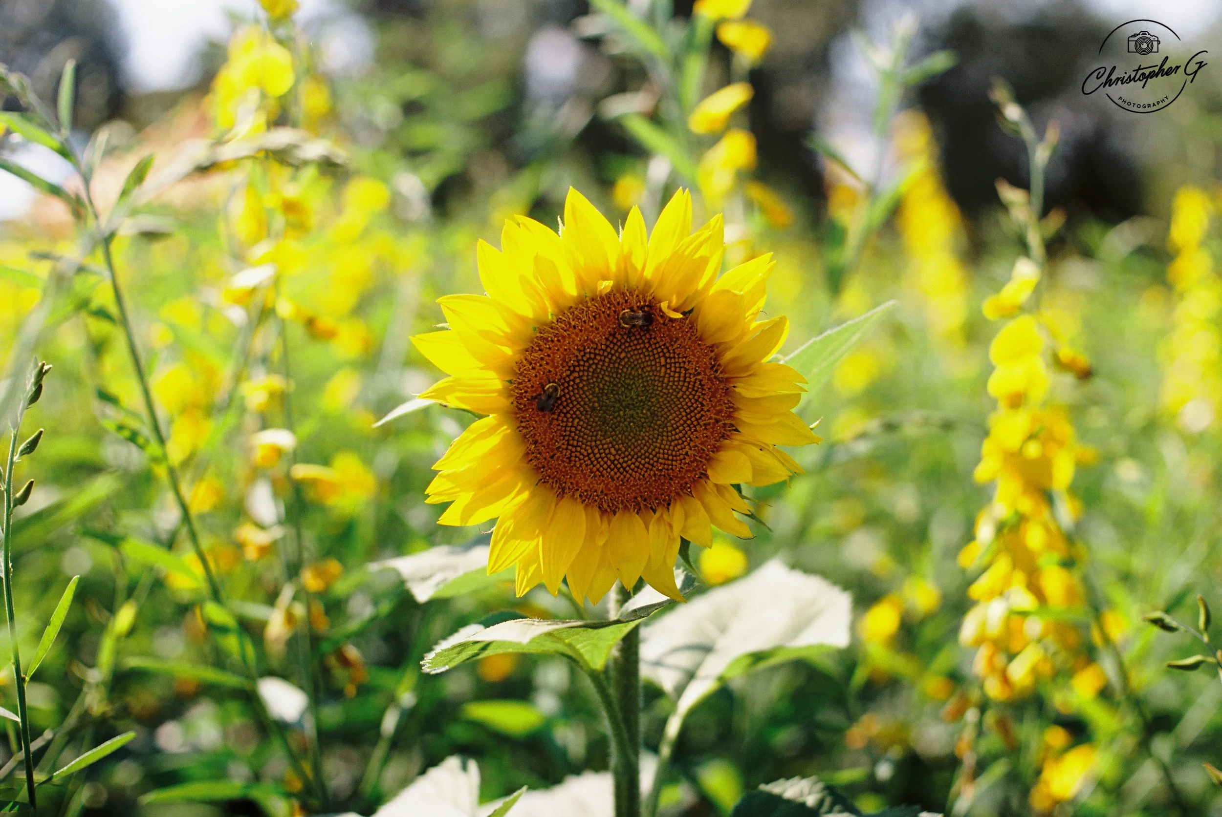 Sunflower.jpg